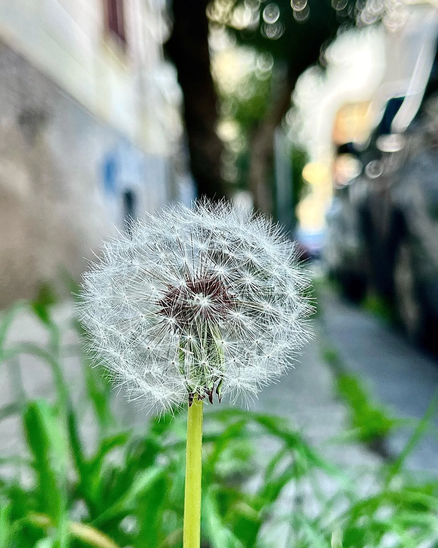 Finding art inspiration everywhere&hellip;..even when walking @missvictoriathepug 

#art #flowers #dandelion #whitedandelion #artinspiration #dailyflower