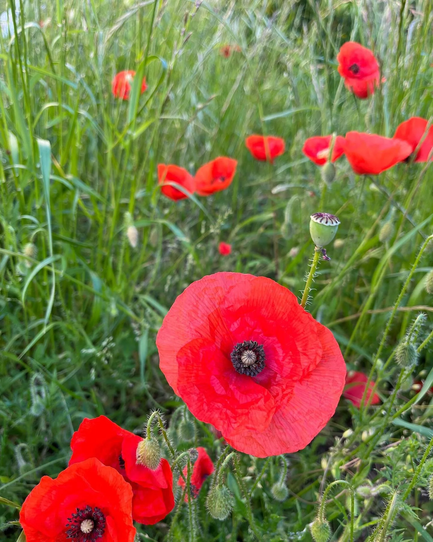 Blooming in the park. 

#poppies #spring #primavera