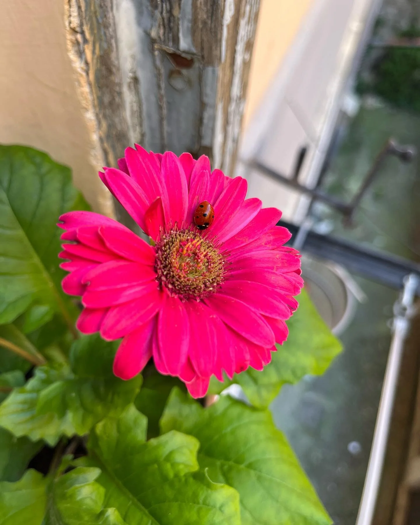 Found a little lucky #ladybug on my #gerberdaisy on my windowsill. 

#spring #primavera #ladybug #flowers #daisy