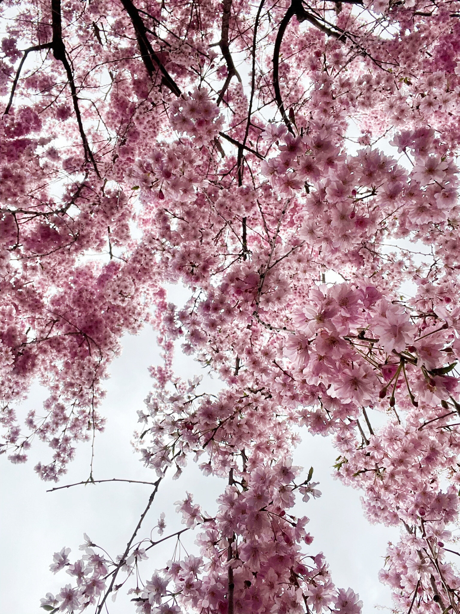 Cherry Blossom Festival, Branch Brook Park