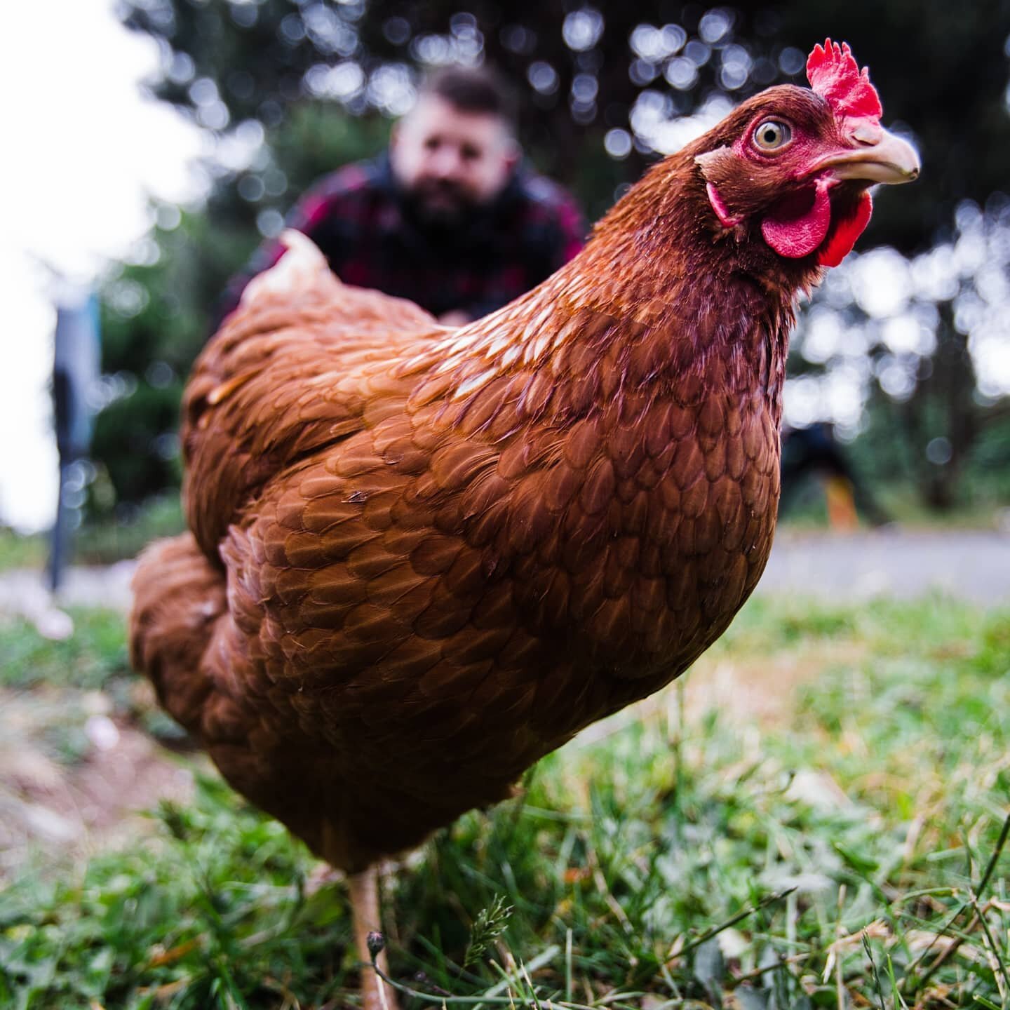 And now for something a little different, we got chickens and it's the funniest thing ever!  We are only renting them so they have to go back eventually.

@bees_please_farms
@adventuresofanneandmary

#rentachicken #hobbyfarm #incasewewerentbusyenough