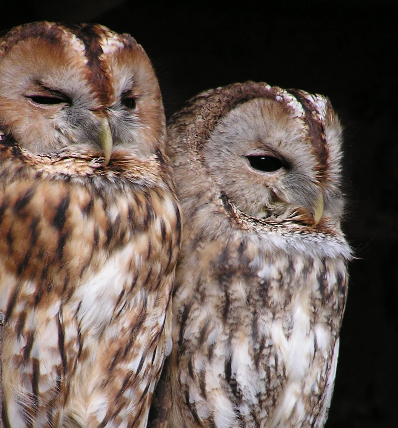animal-birds-nature-66904.jpg
