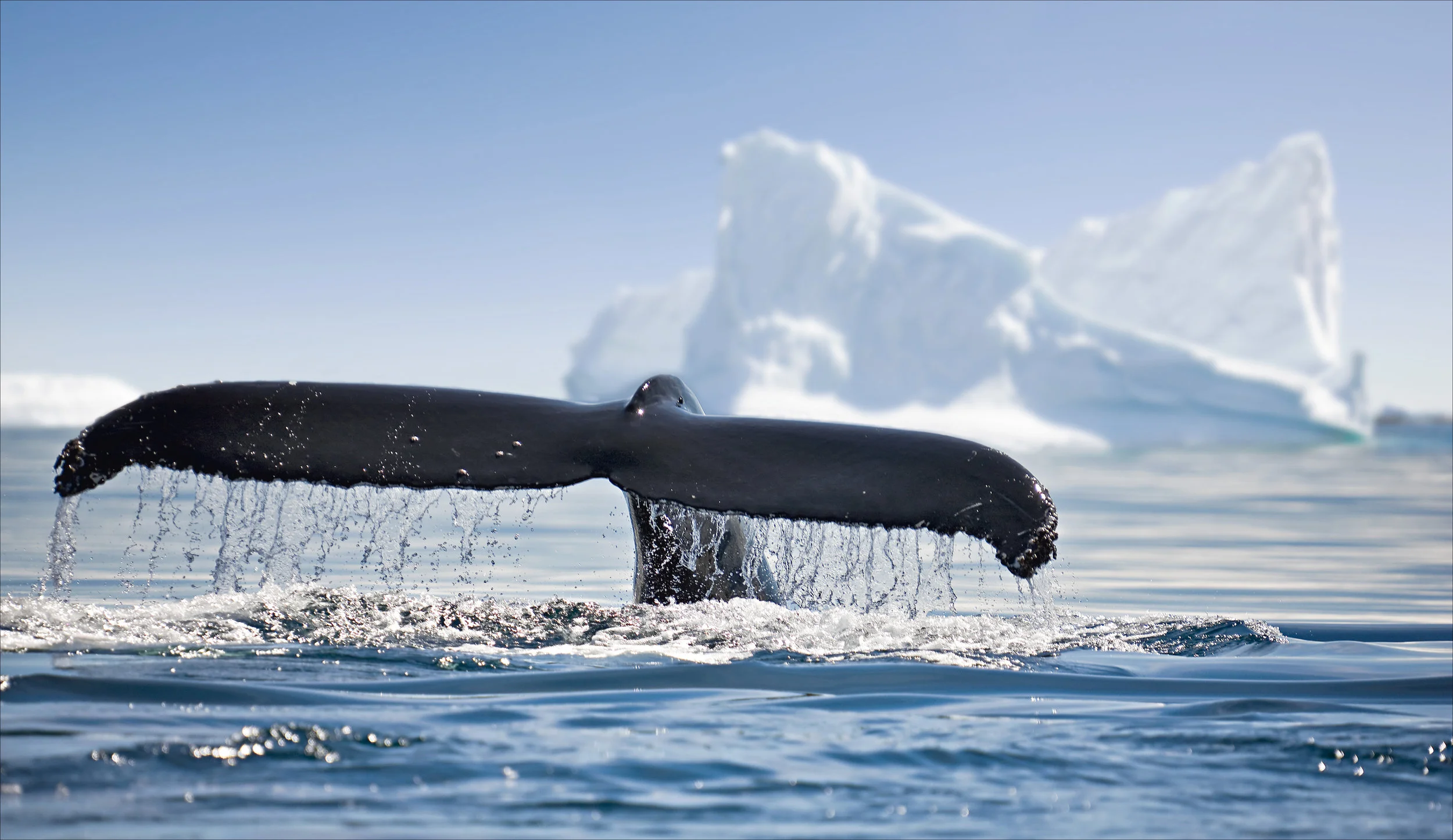 Krill fishing industry back Antarctic ocean sanctuary