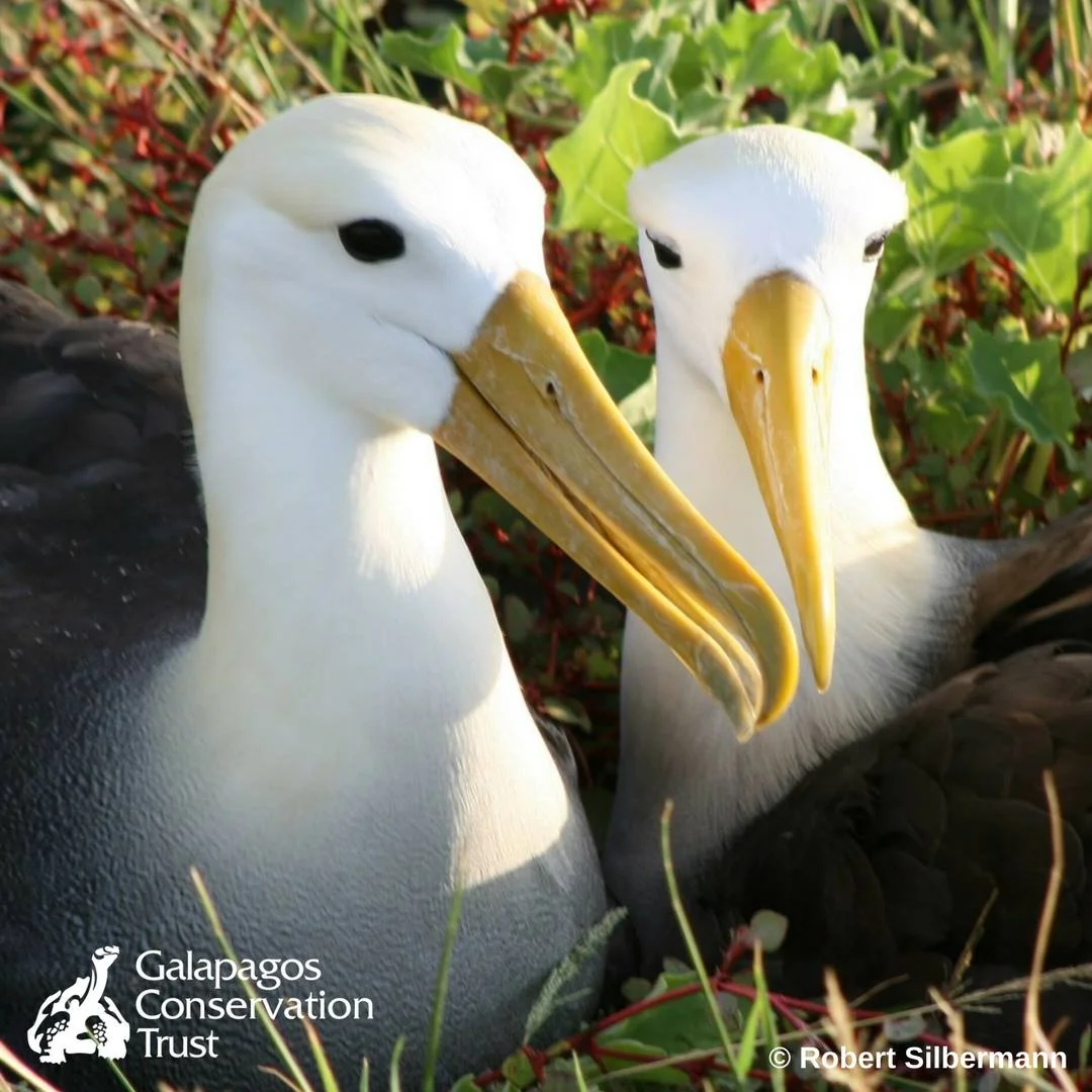Partnership with the&nbsp;Galapagos Conservation Trust