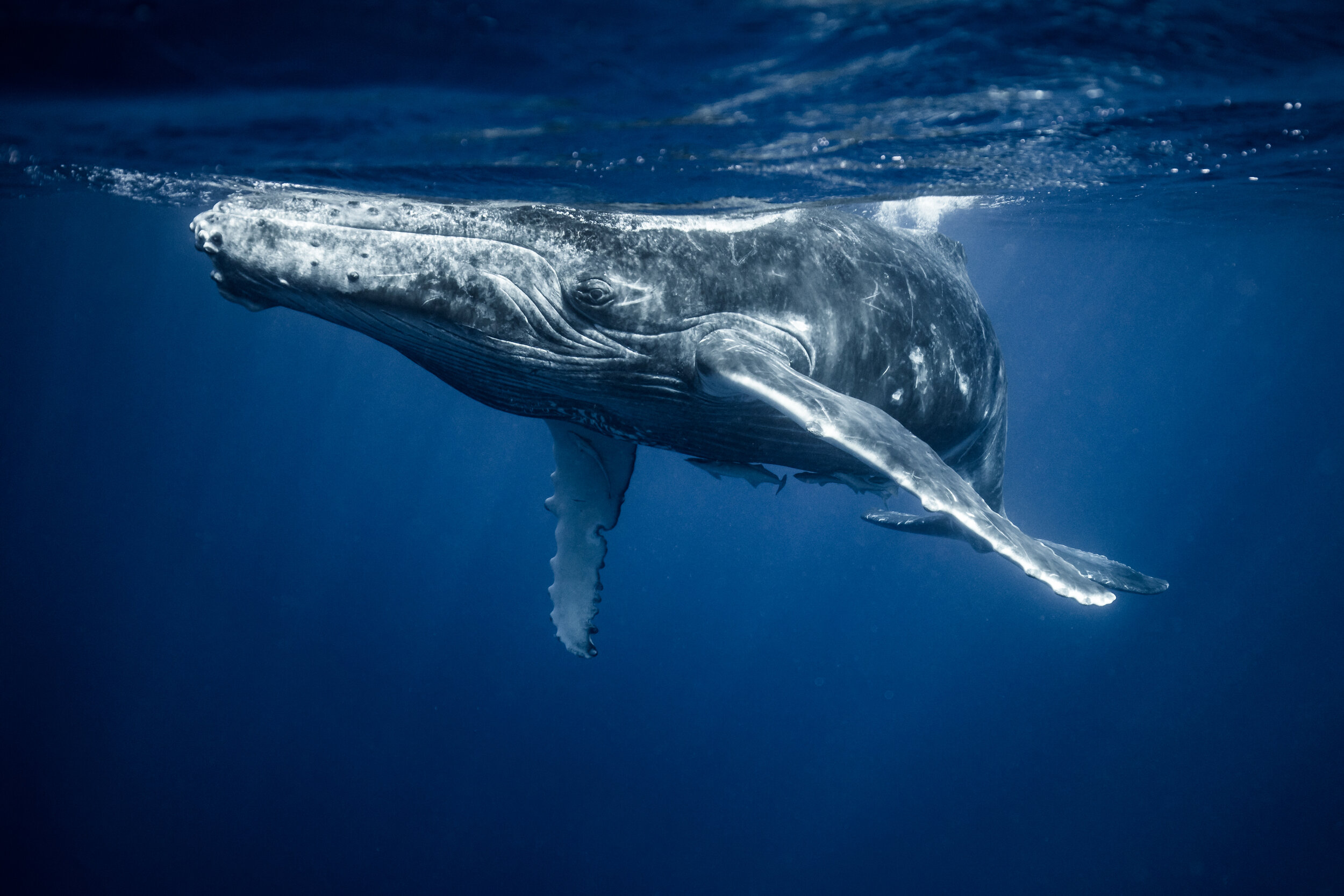Up Close and Personal with… Humpback Whales