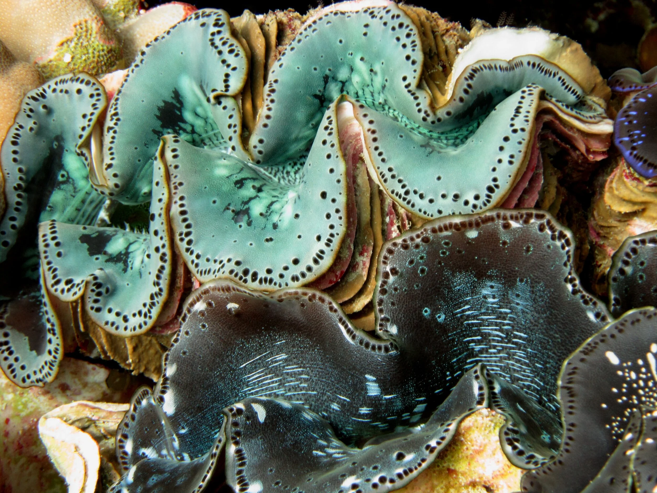 The Lives of Our Forgotten Marine Invertebrates
