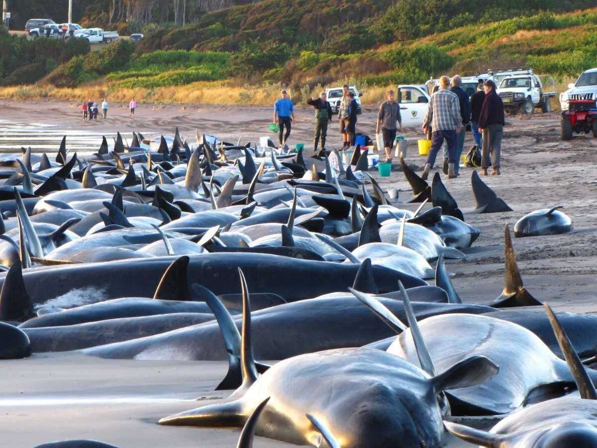 What Exactly are Marine Mammal Strandings?