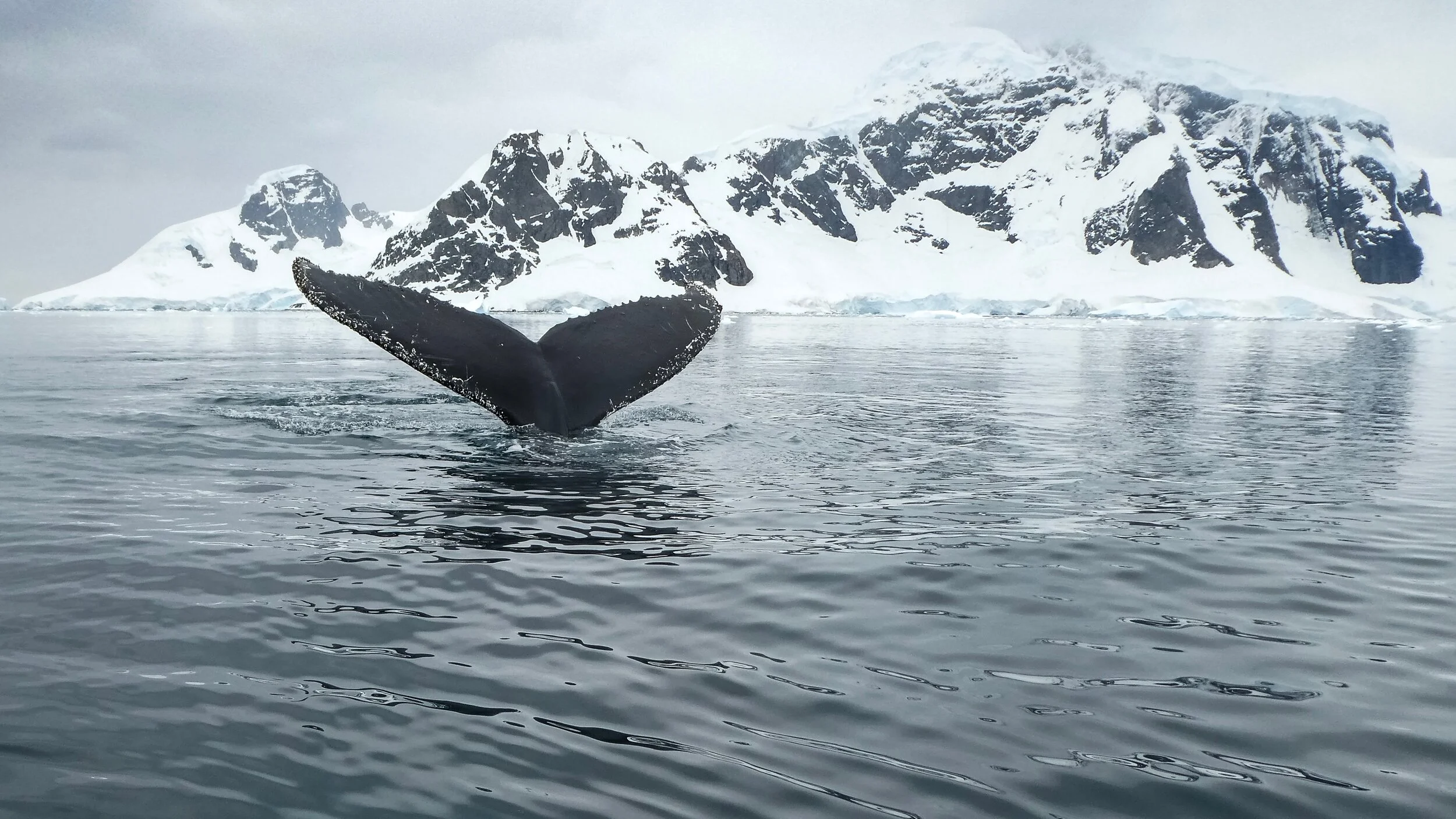 All About Antarctica