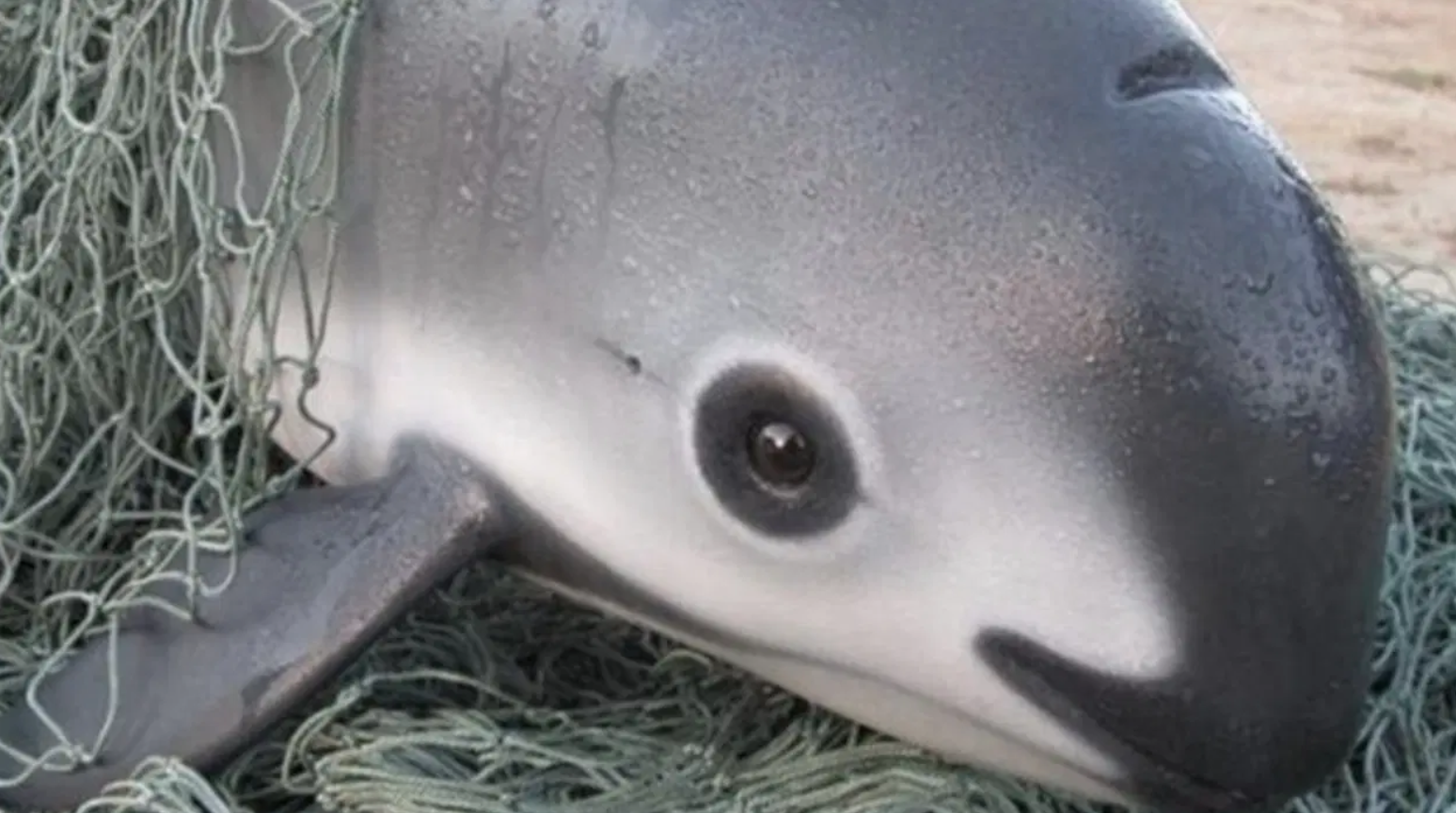 The Race to Save Our Ocean’s Rarest Marine Mammal