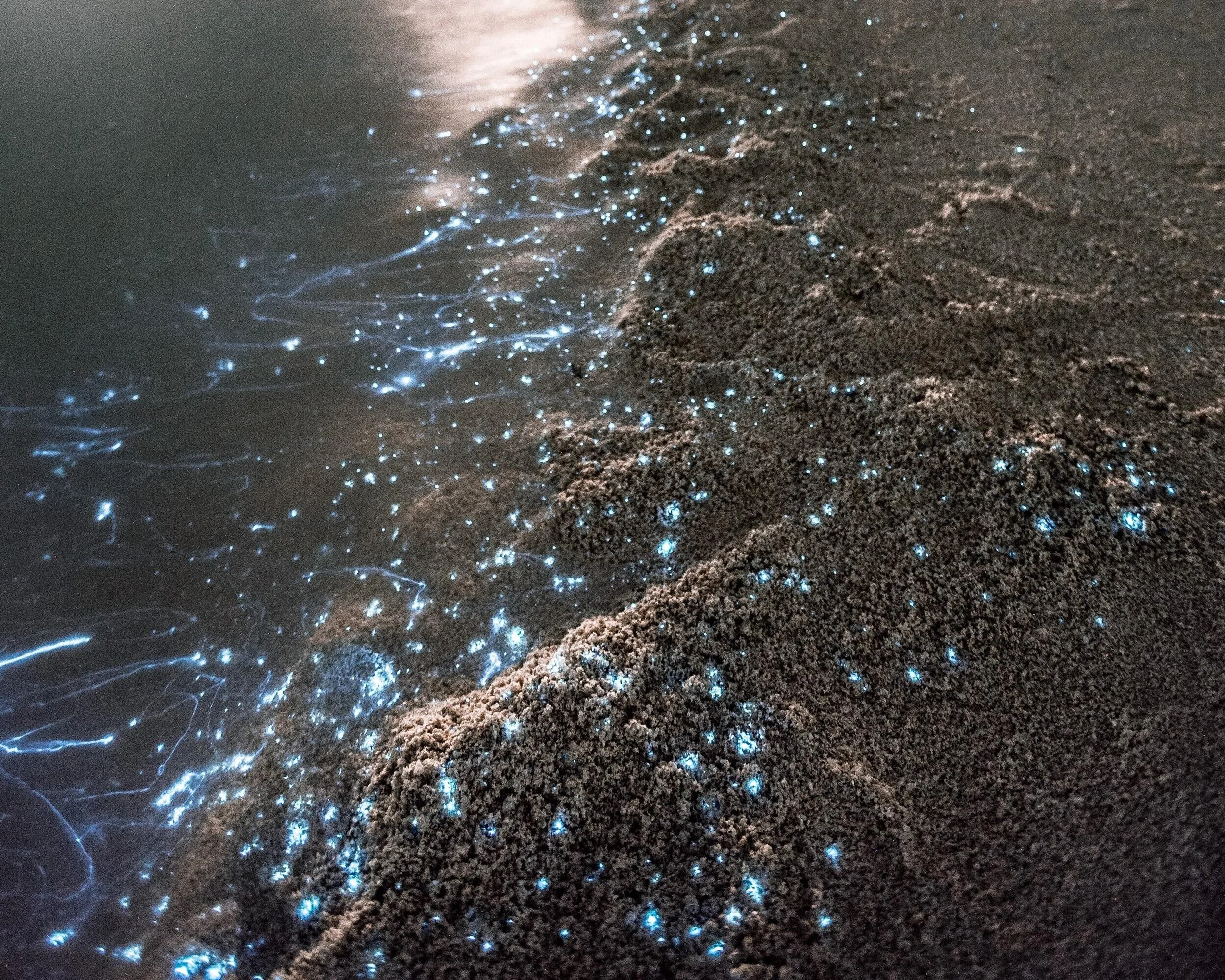 The Marine Creatures Lighting Up the Darkest Corners of the Ocean