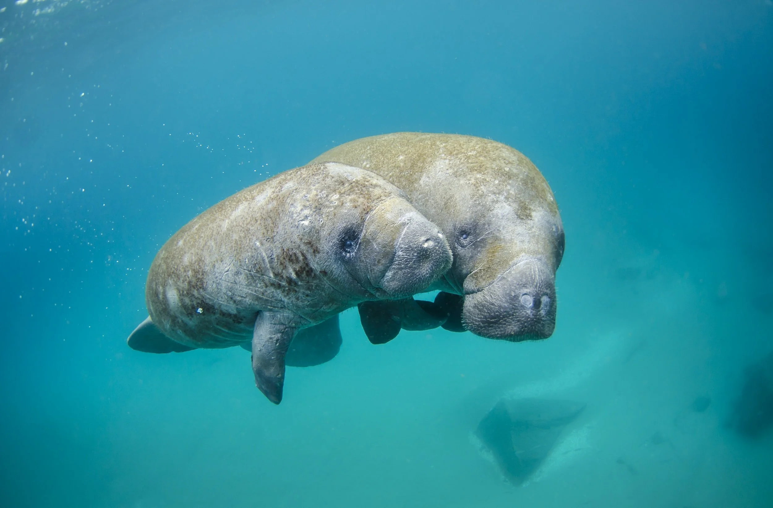 Up Close and Personal With… Manatees