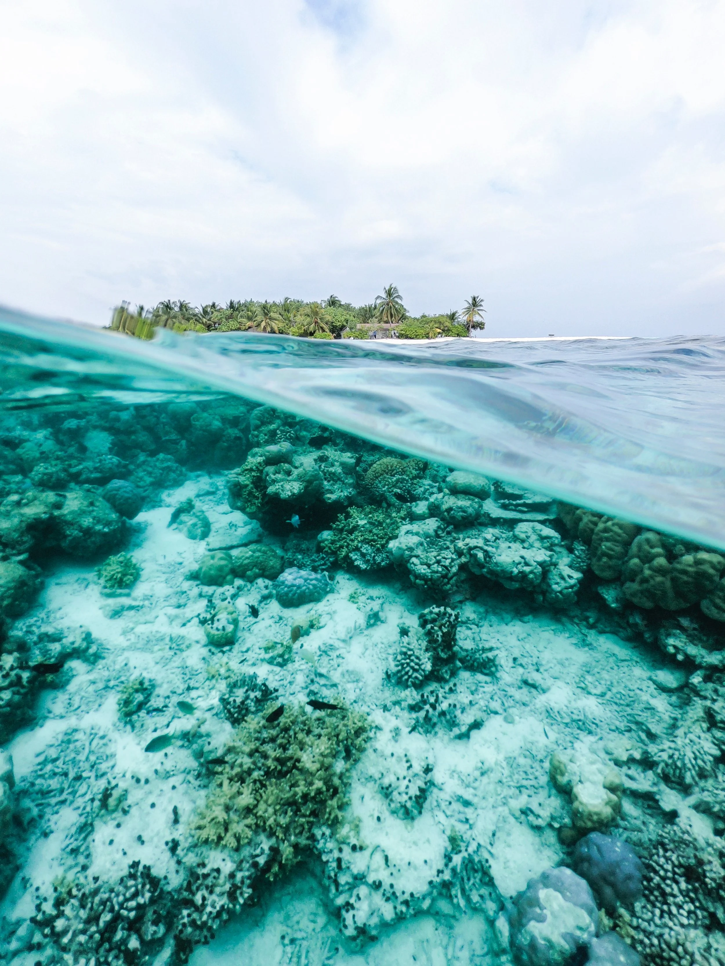 An Update on the State of the World’s Coral Reefs