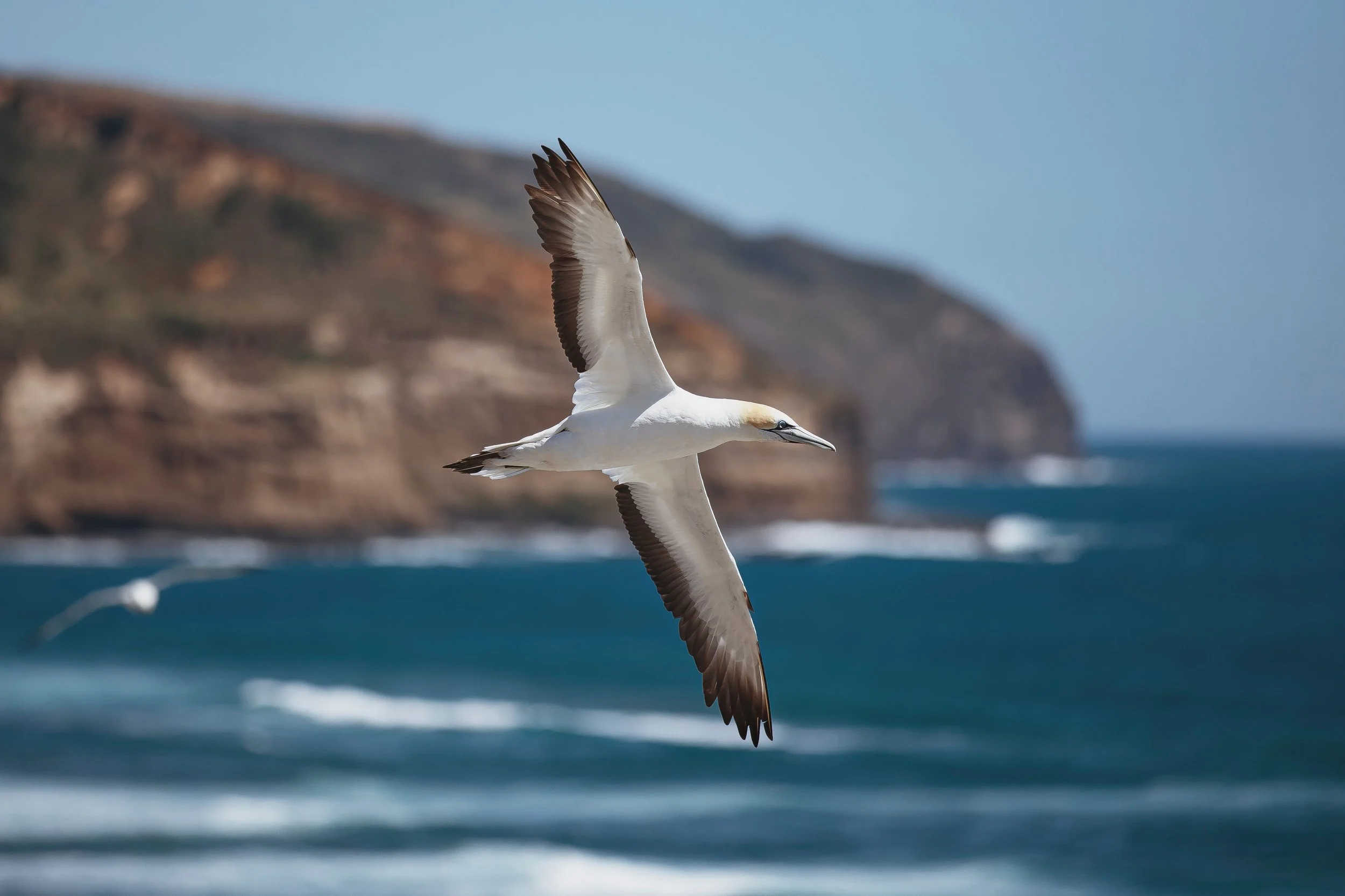 What Impact is Avian Flu Having on Britain’s Iconic Seabird Populations?