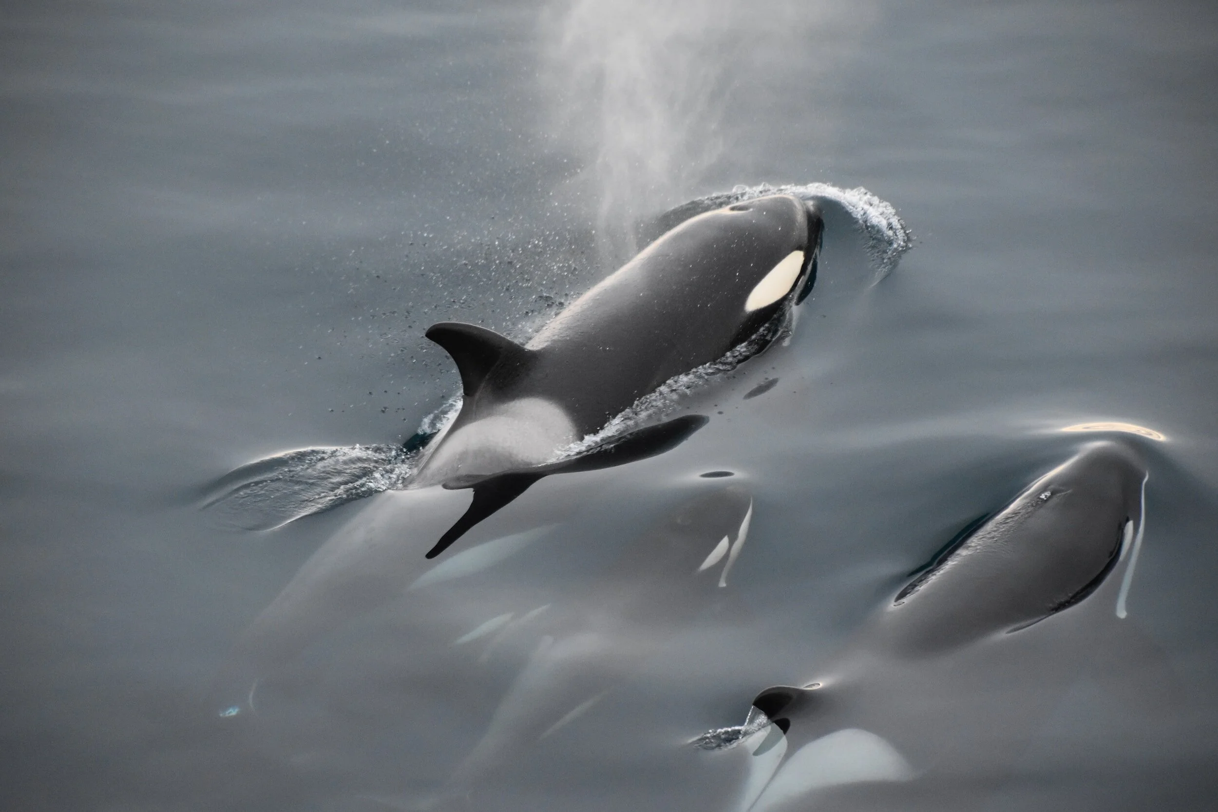 All About Orcas