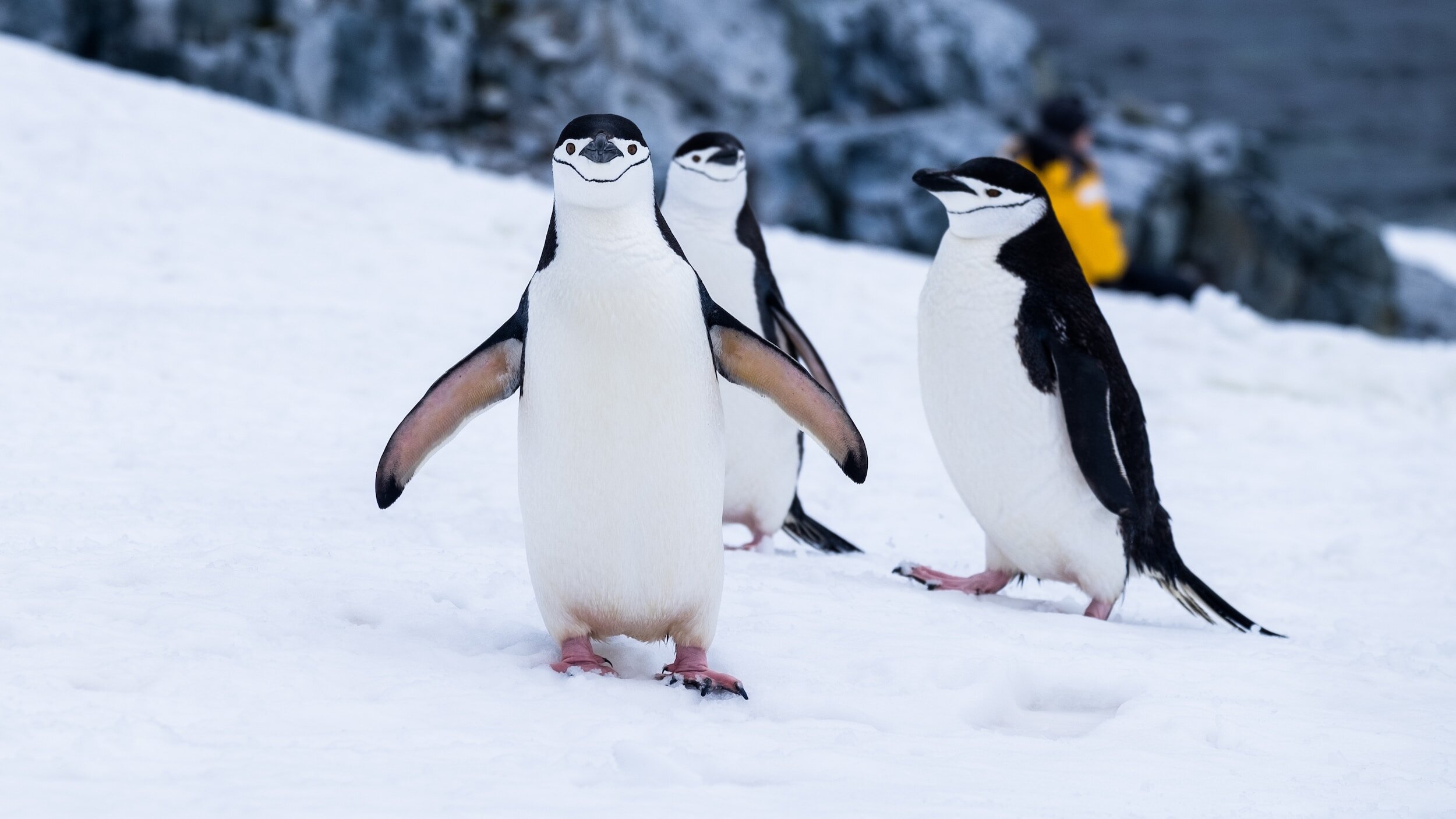 Up Close and Personal With… Penguins