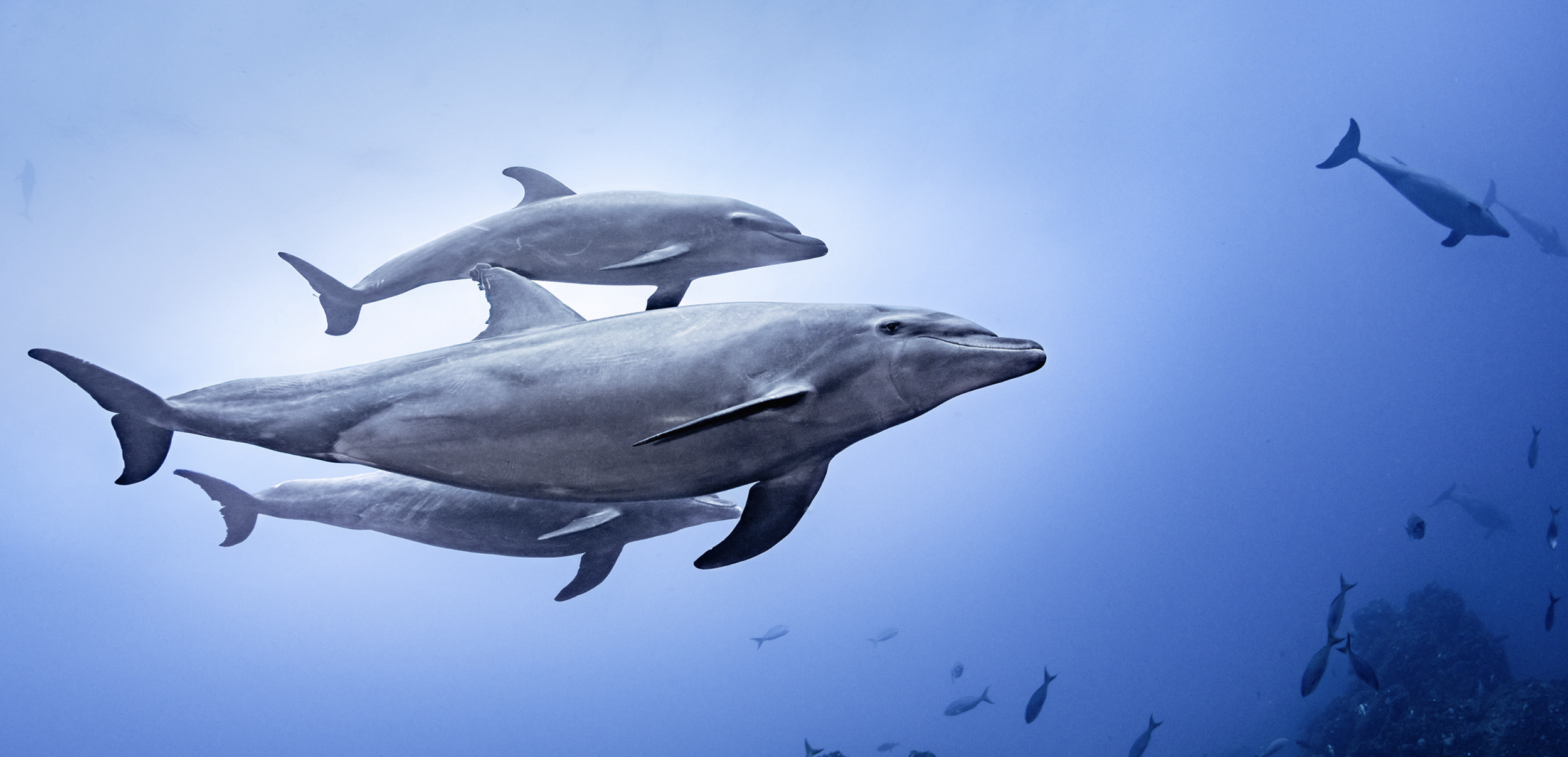 big-blue-ocean-cleanup-plastic-free.png