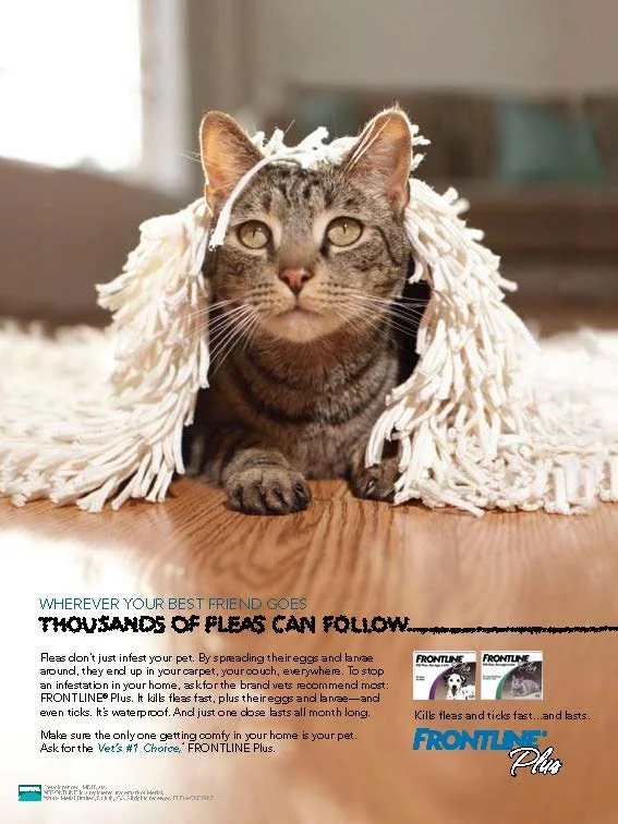 CATRug_Page_1.jpg