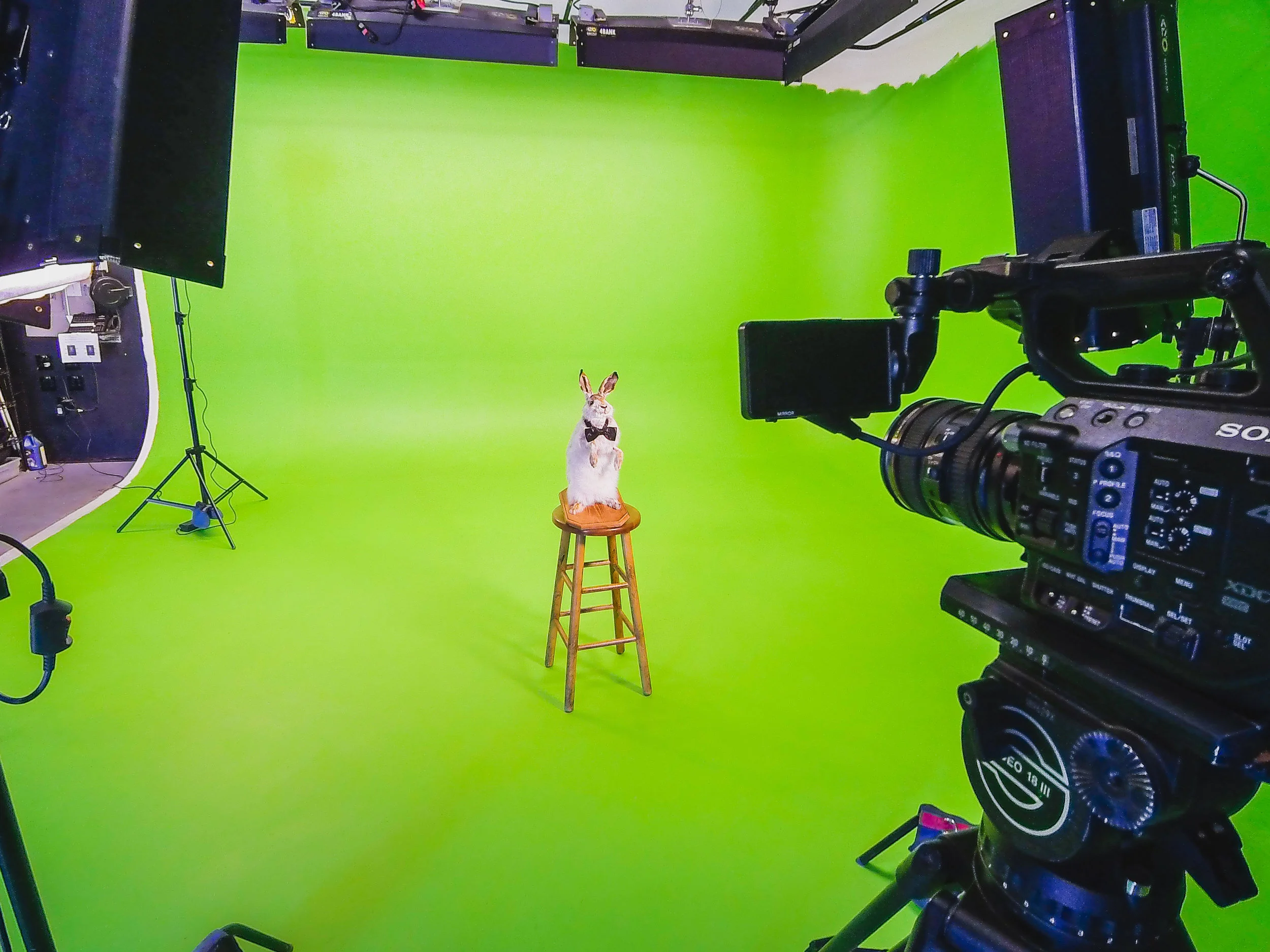 Mr. Muffin prepares for his closeup in our high end studio.