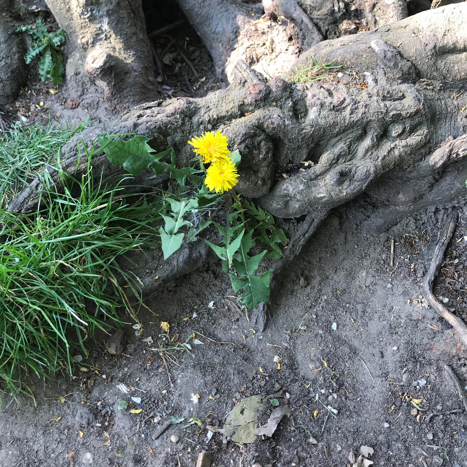 tree root.jpeg
