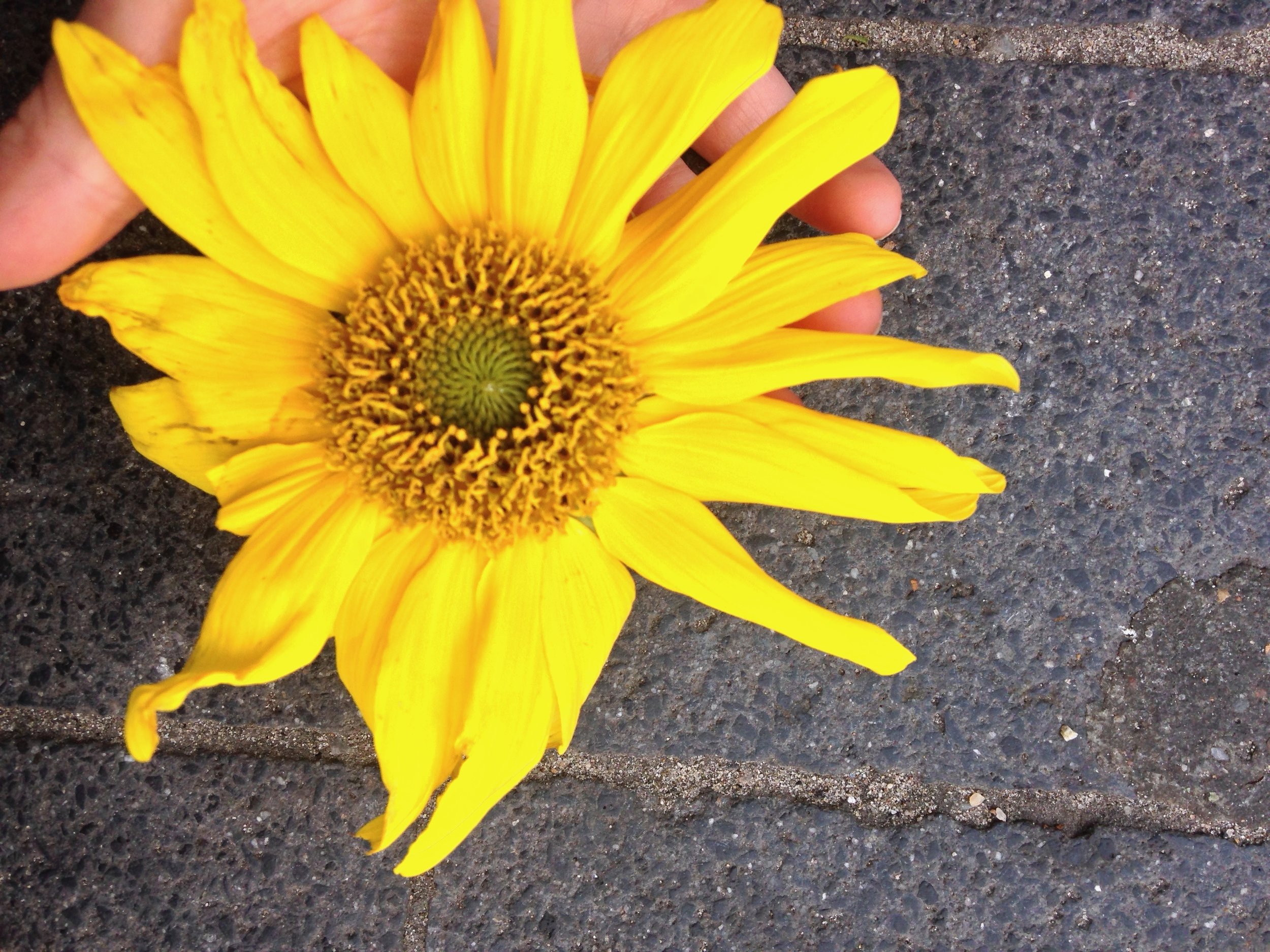 sunflower.jpeg