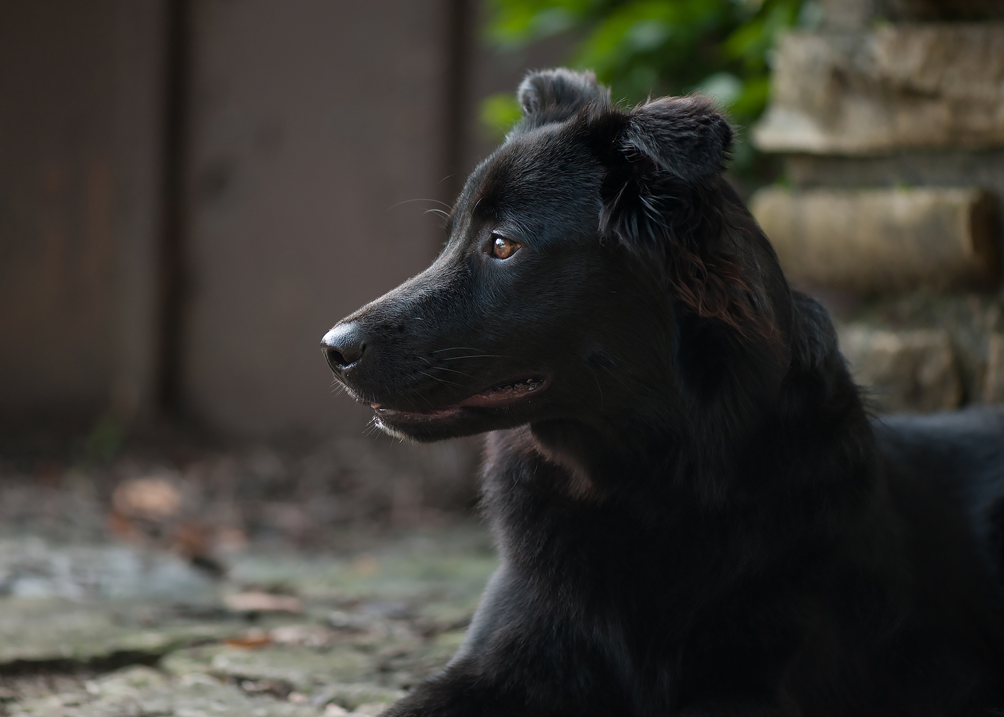 Bailey_20160813_019.jpg