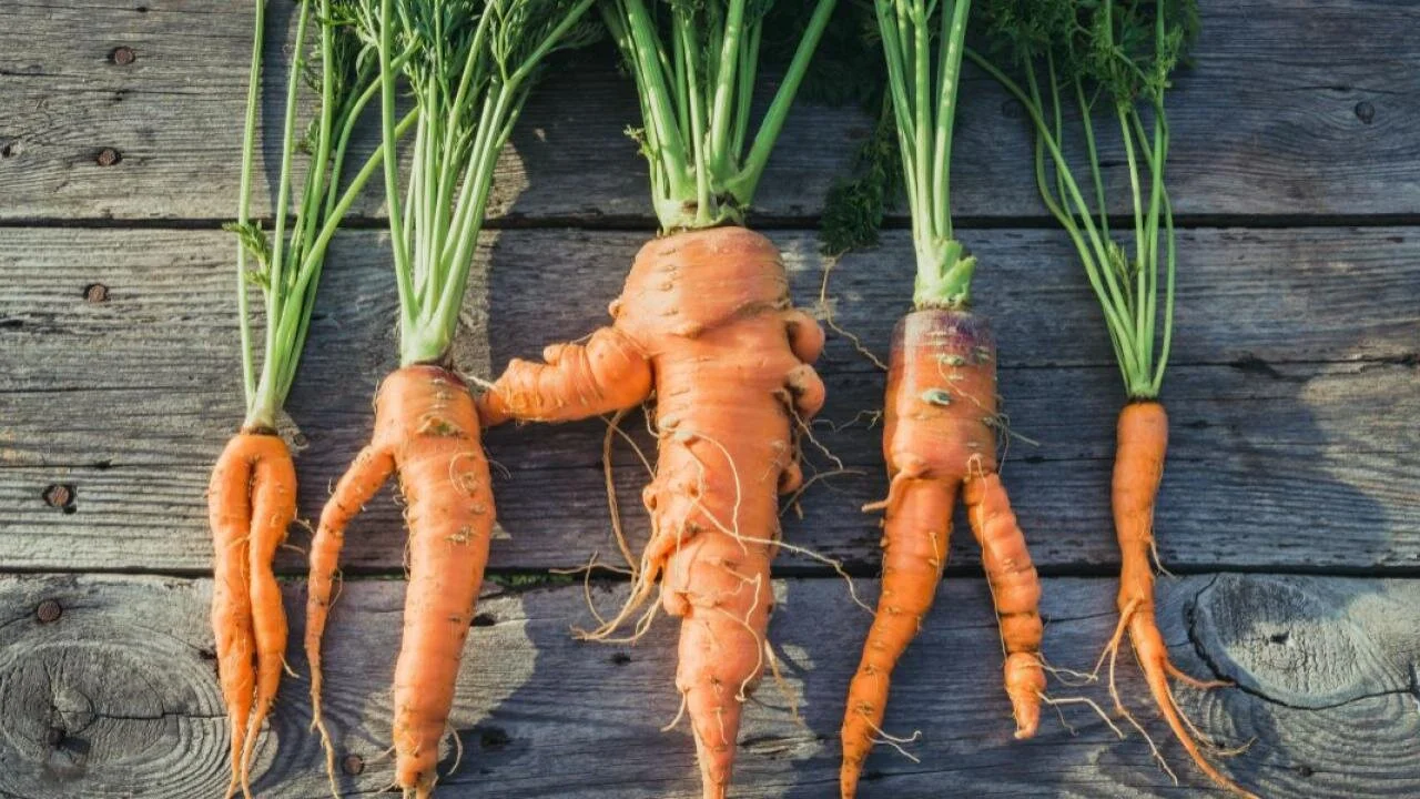 carrots.jpeg