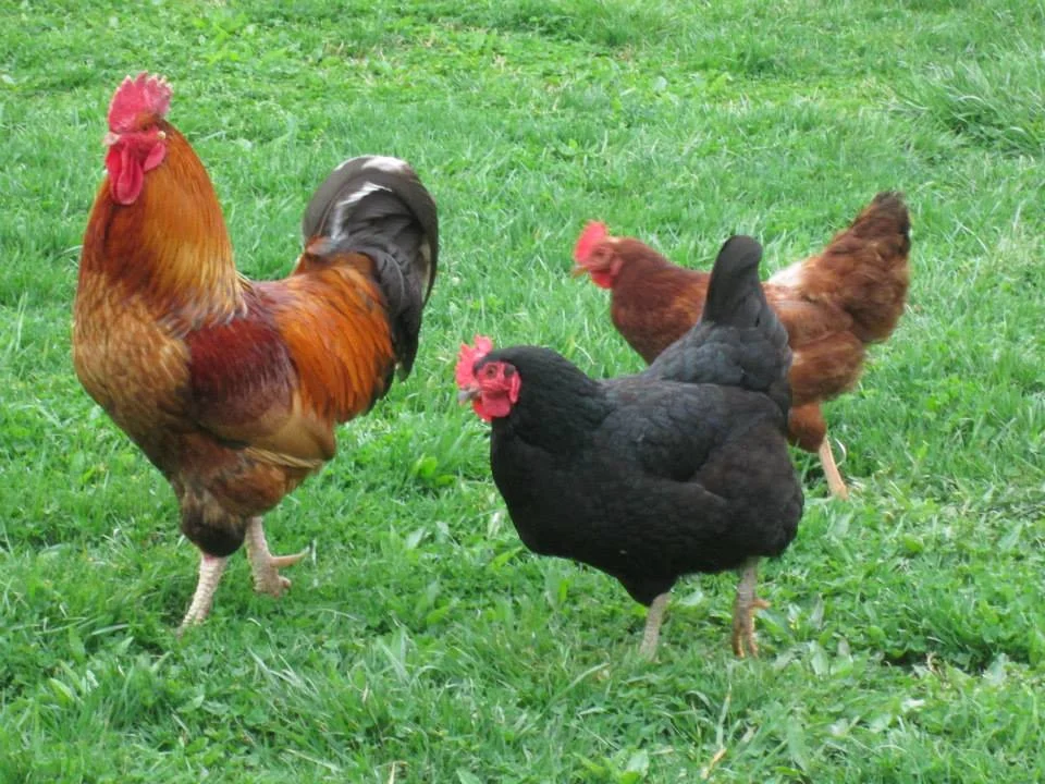 So, What is a Local Sustainable Food System?