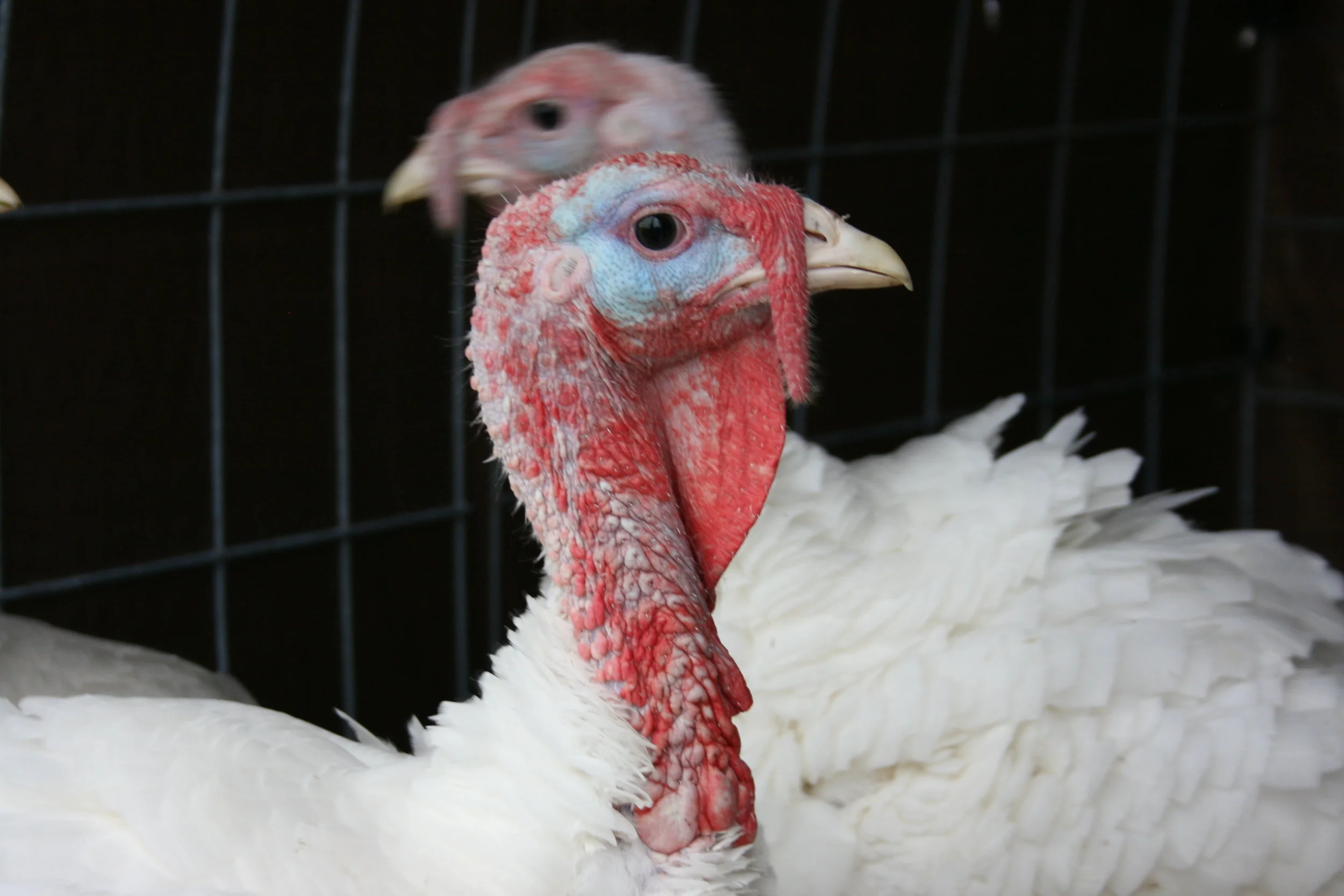 Let's Talk Turkey!