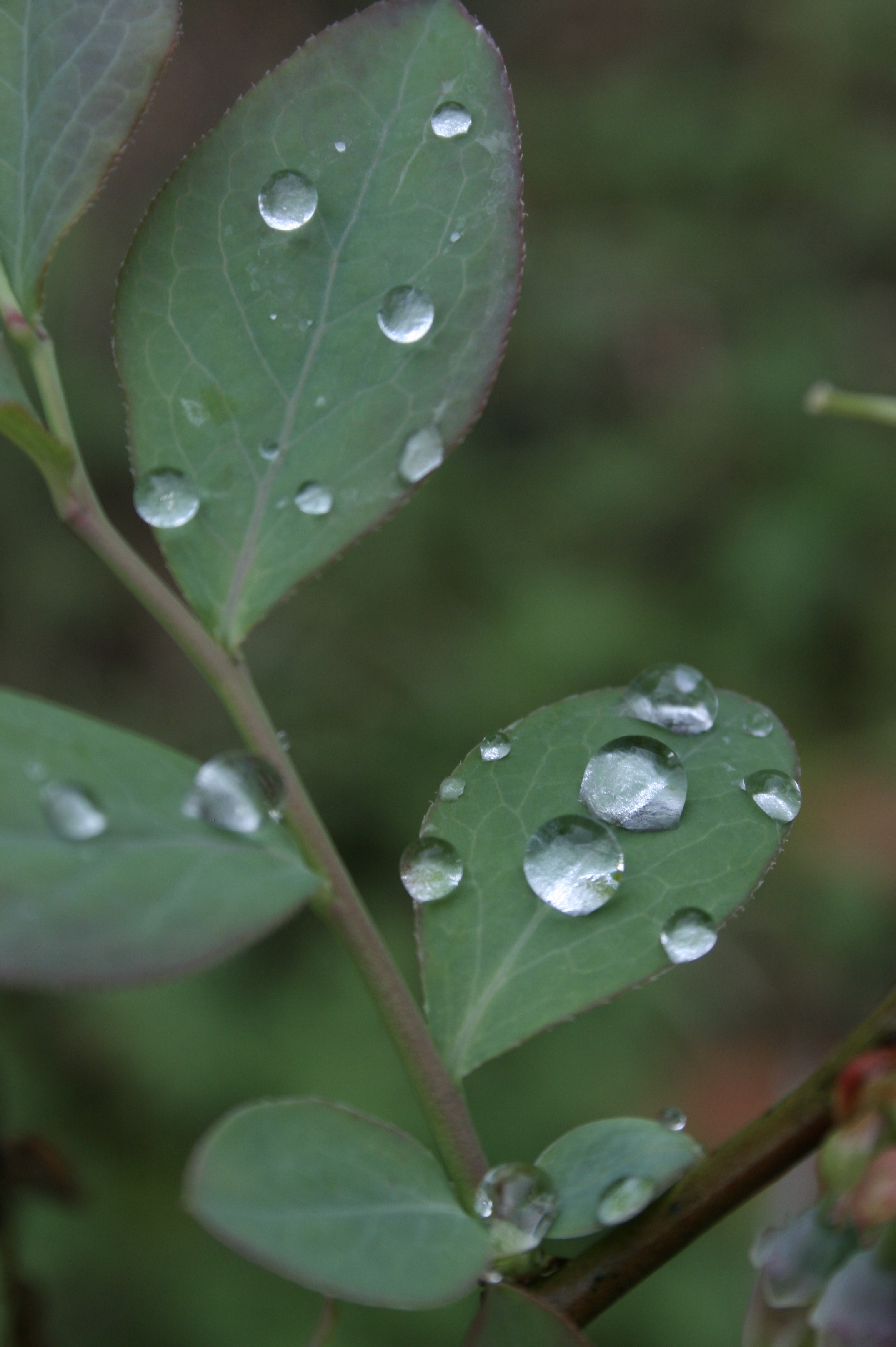 Raindrops forming perfect tiny spheres on blueberry leaves.