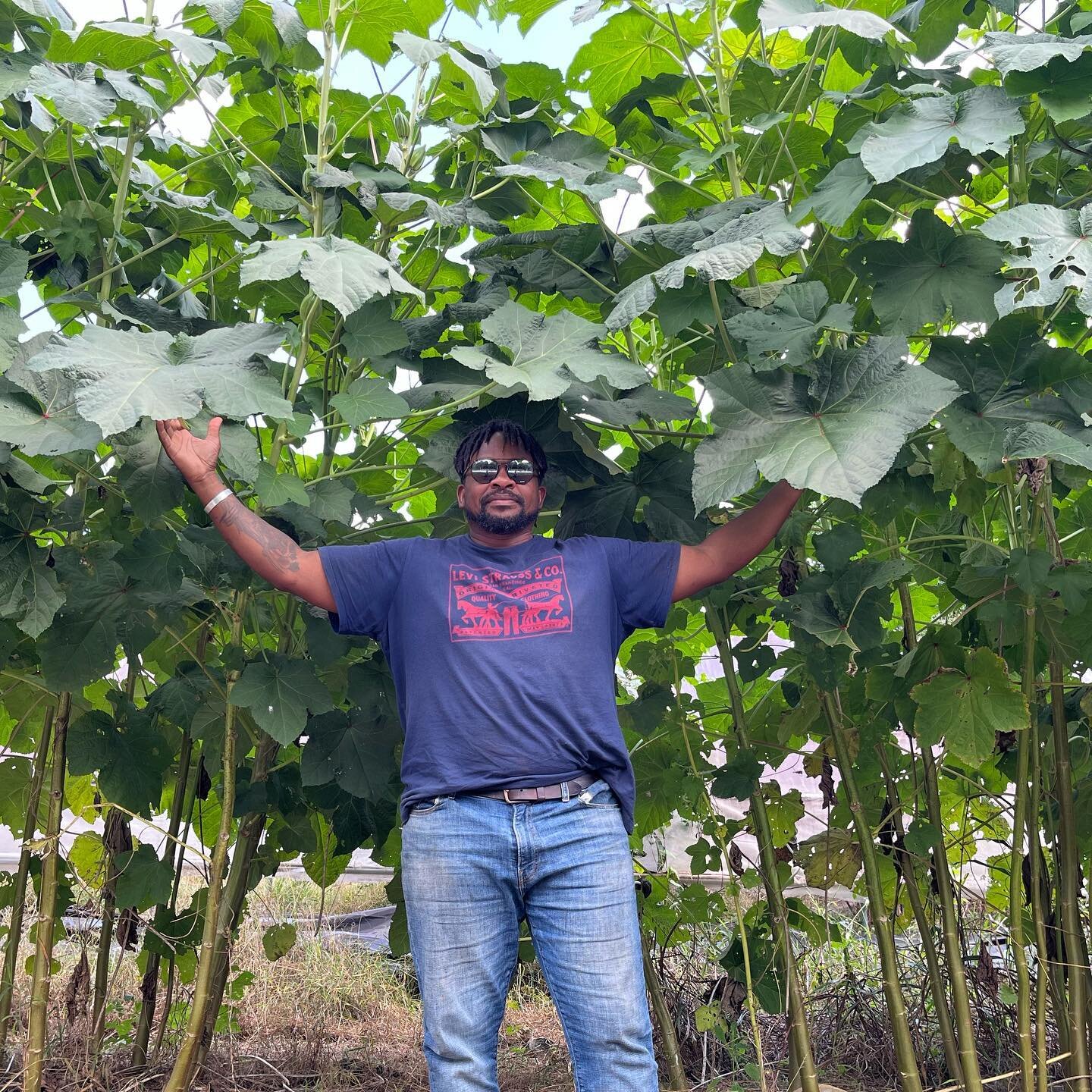 Now that&rsquo;s some okra! Motherland Okra grown on @comfortfarms . Thanks for being our okra model for the next issue!
#motherlandokra #bakerscreekseeds #southernsoilmag #sustainability