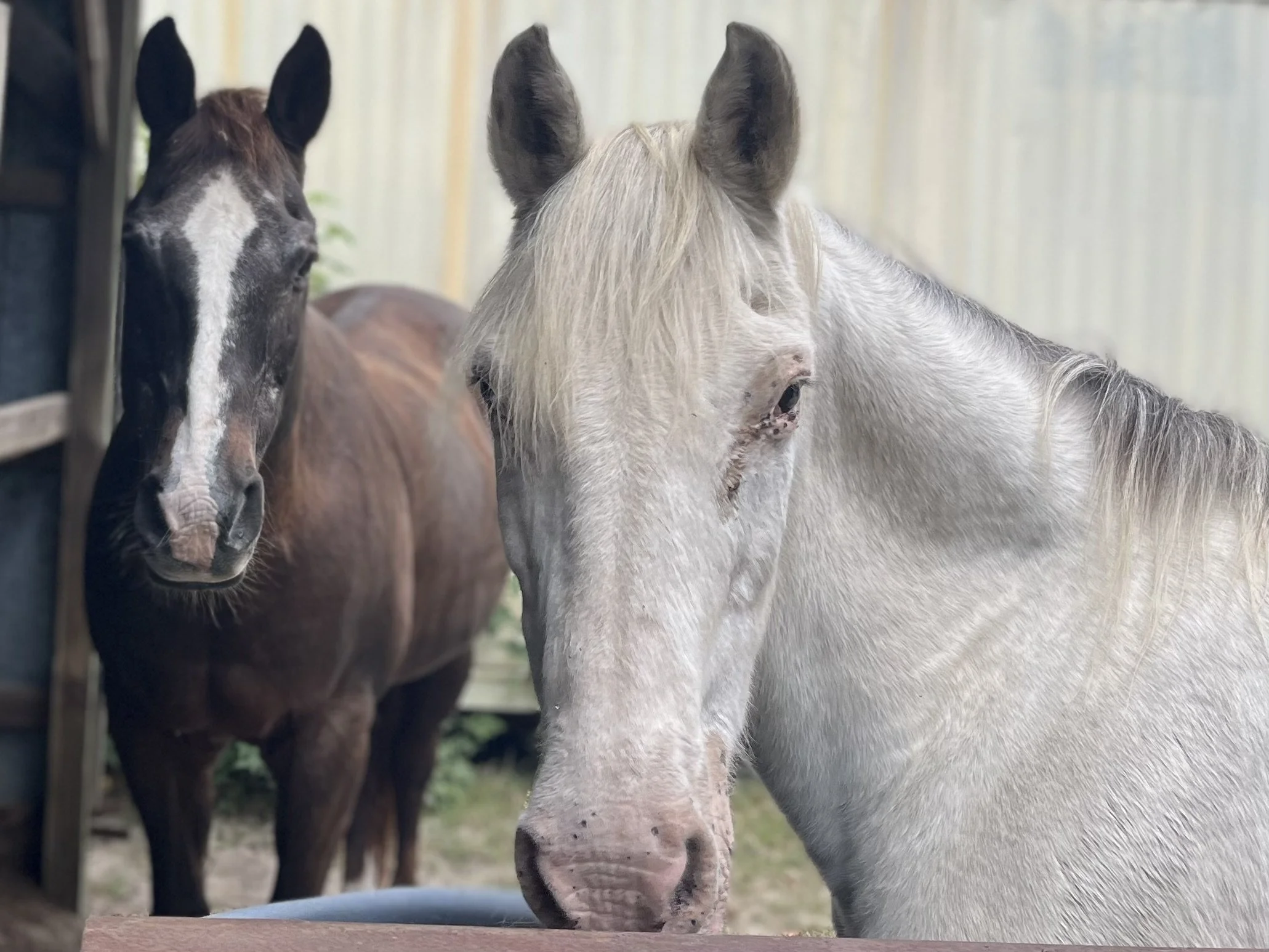 Welcome to the Year of the Horse!