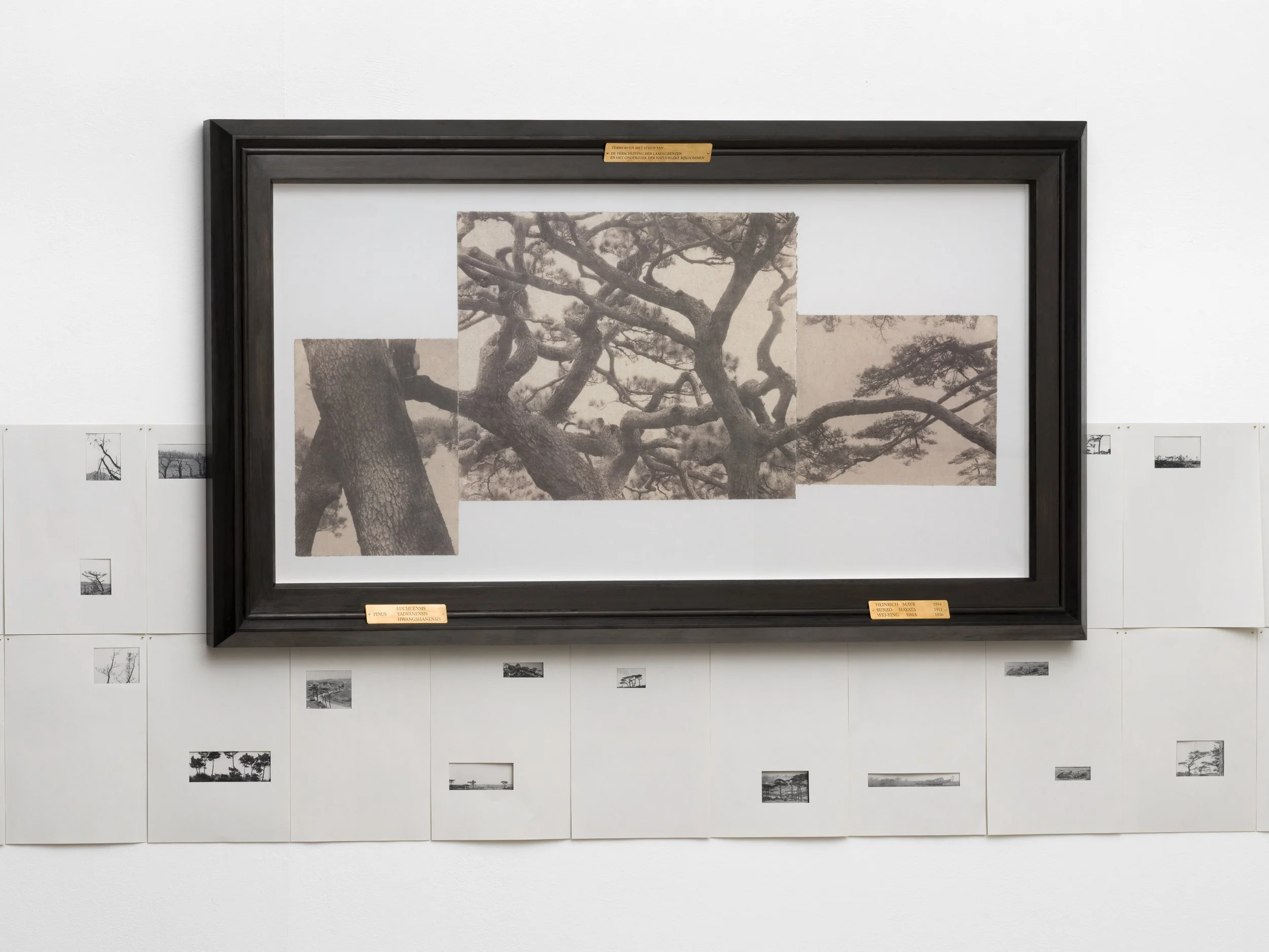   Names and Limbs  (Installation View)  Collaged salt prints made with seawater on Kozo paper, mounted on Xuan paper, pine wood frame, brass plaque.  Exhibited in  To Orient before Sunset  at Troef, Leiden, the Netherlands   https://troefleiden.nl/to