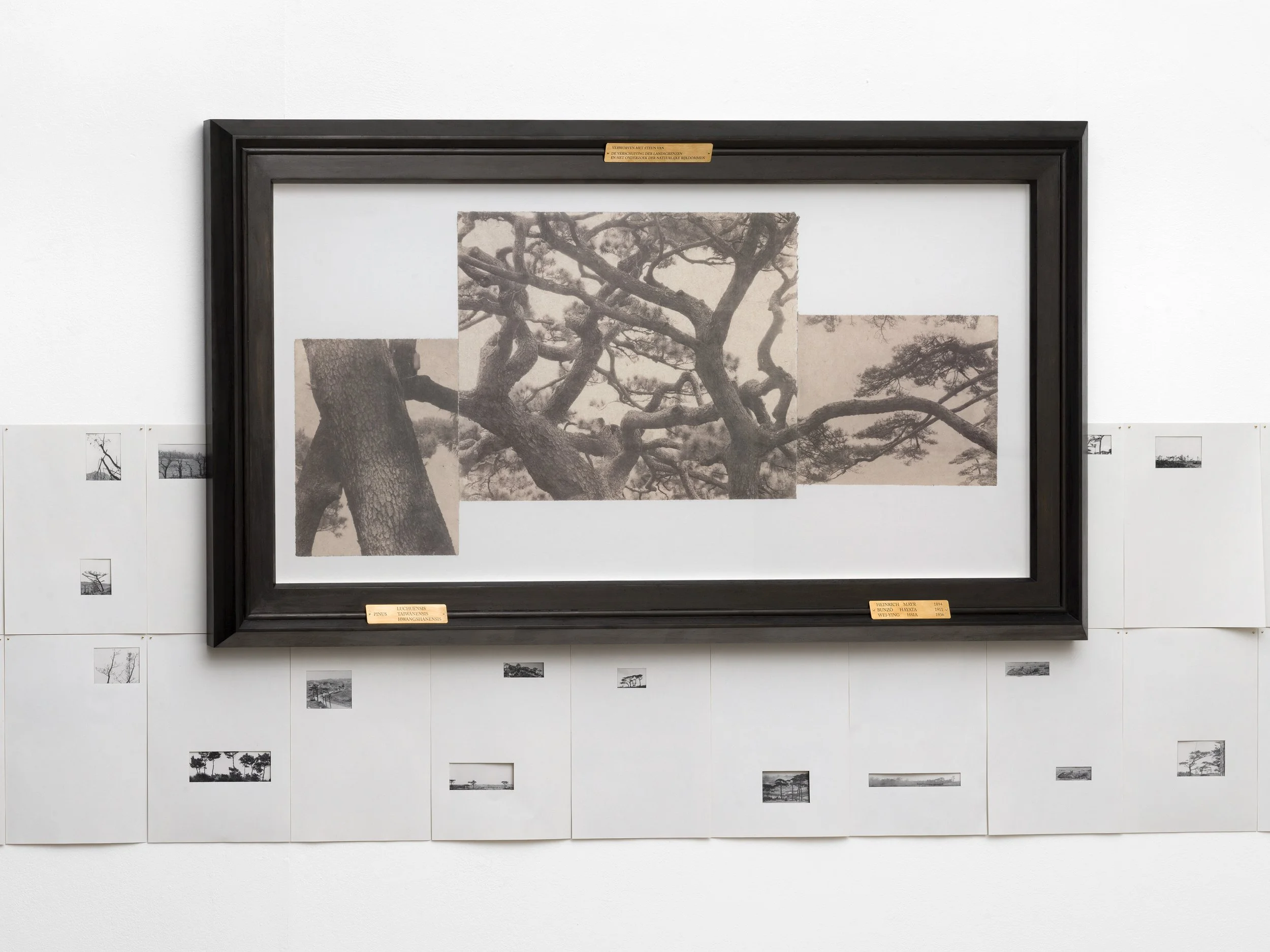   Names and Limbs  (Installation View)  Collaged salt prints made with seawater on Kozo paper, mounted on Xuan paper, pine wood frame, brass plaque.  Exhibited in  To Orient before Sunset  at Troef, Leiden, the Netherlands   https://troefleiden.nl/to