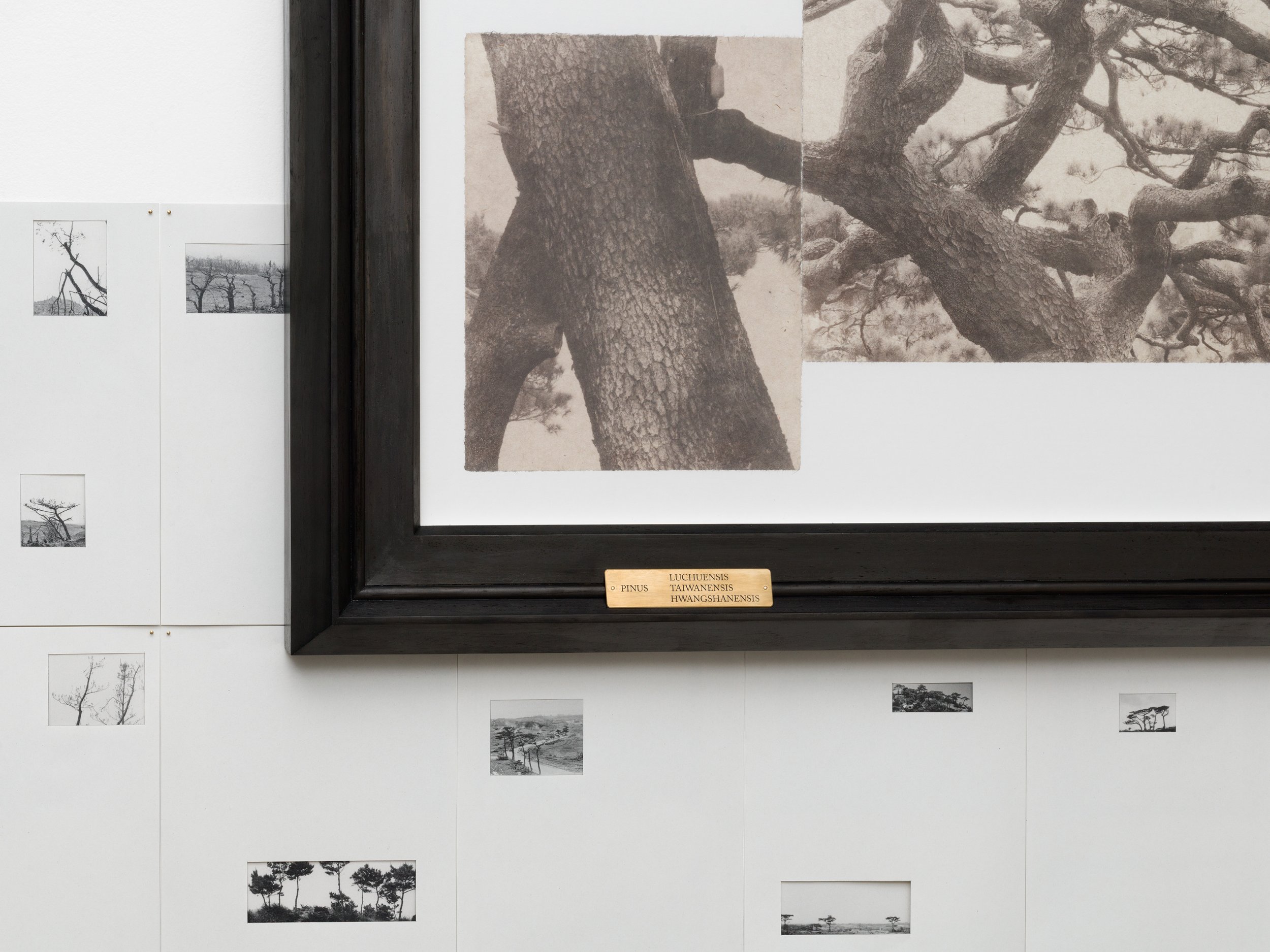   Names and Limbs  (Installation View)  Collaged salt prints made with seawater on Kozo paper, mounted on Xuan paper, pine wood frame, brass plaque.  Exhibited in  To Orient before Sunset  at Troef, Leiden, the Netherlands   https://troefleiden.nl/to