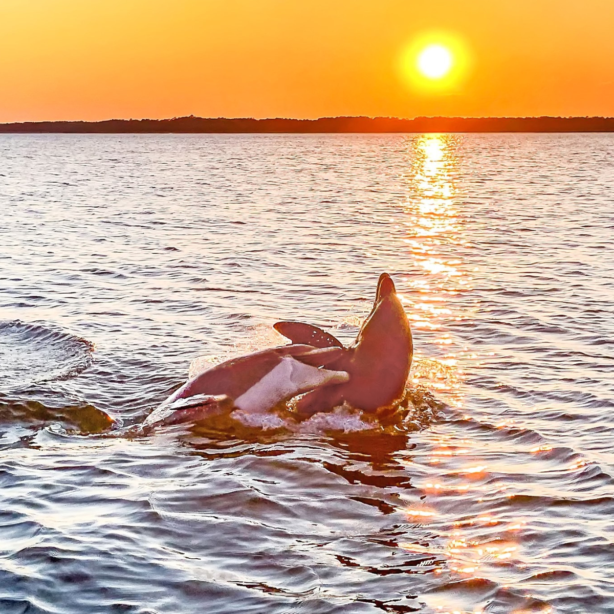 Sunset Dolphin Tour