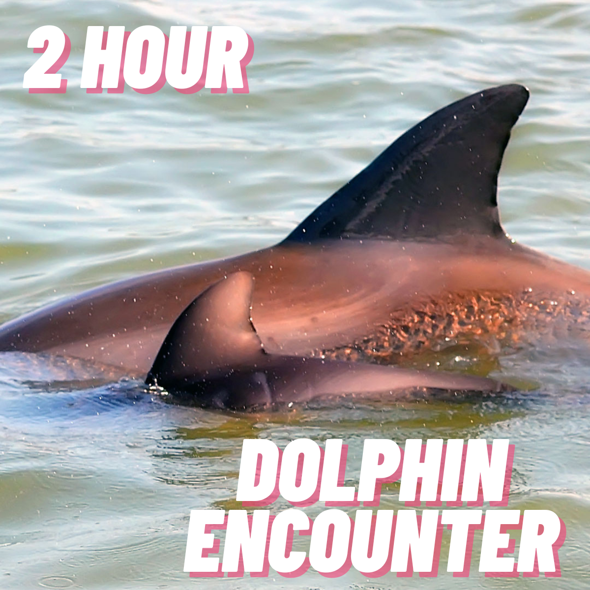 2 hour dolphin tour