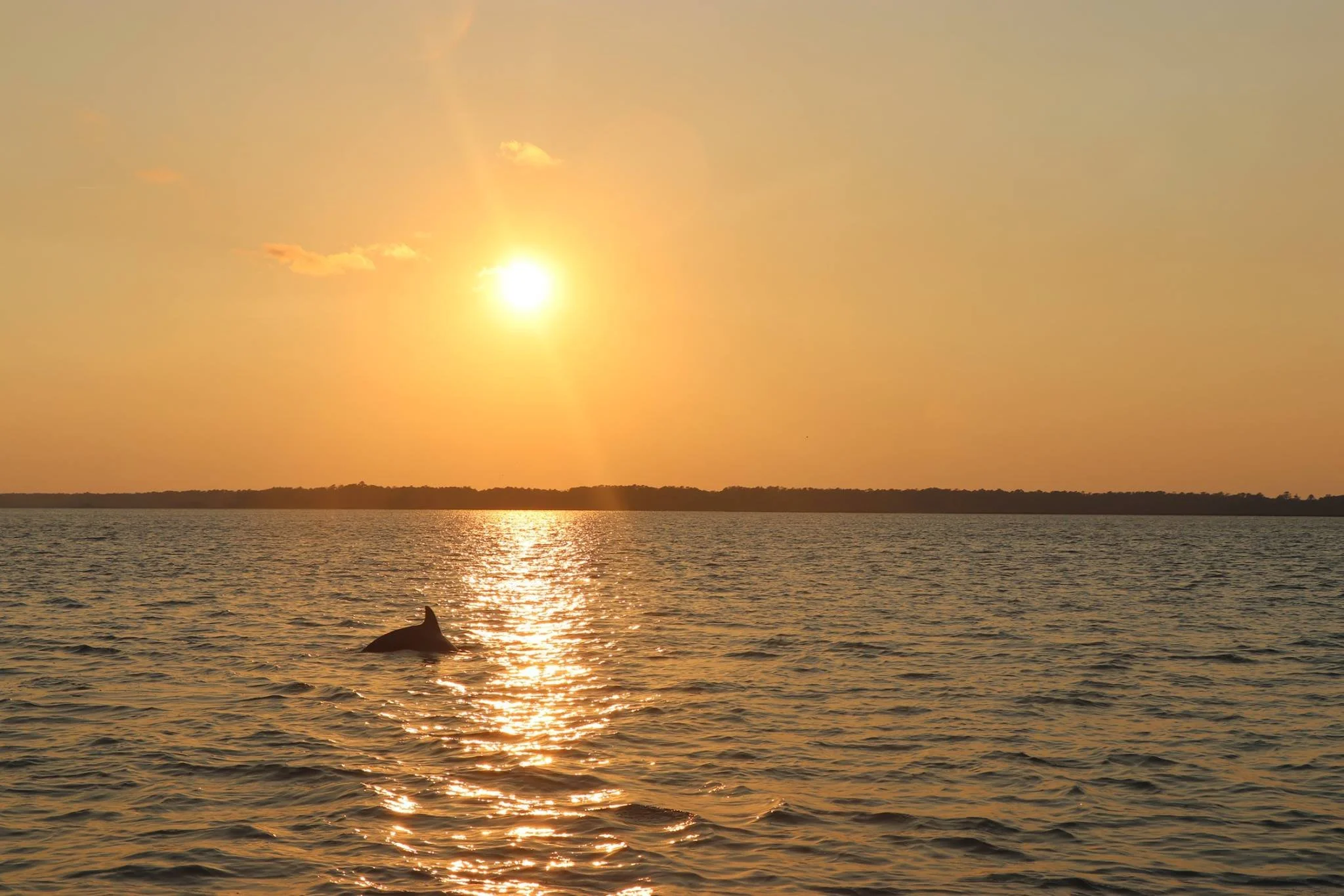 Sunset + Dolphin