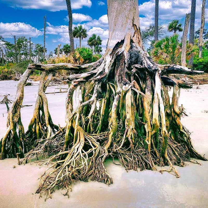 Daufuskie Beachombing tour picture of large tree with exposed roots on a sandy beach, with palm trees and a blue sky with clouds in the background.