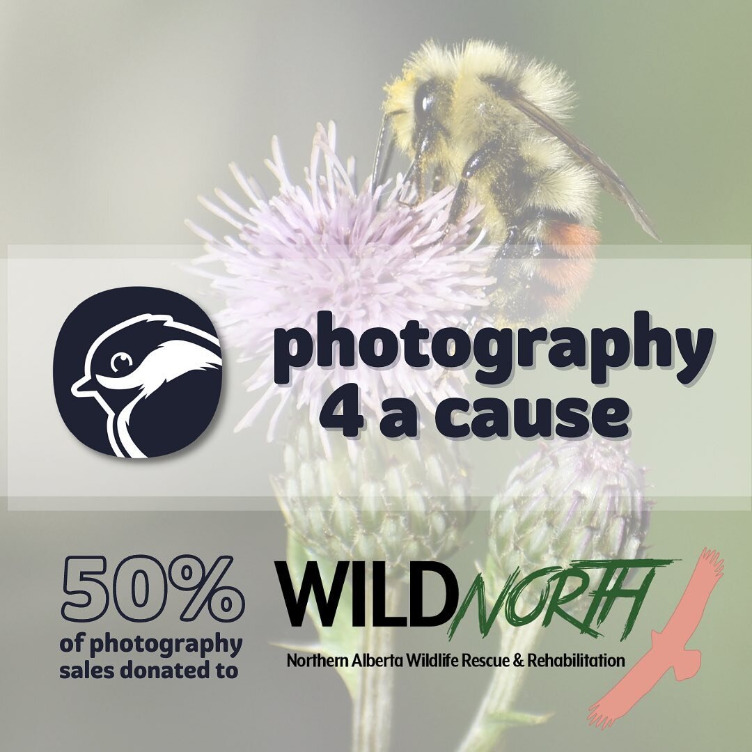 Been a busy bee over here getting ready for another weekend at @yegartwalk! 

New this week: Jonesin&rsquo; 4 Nature&rsquo;s *Photography 4 a Cause*

Alongside my wildlife paintings, I&rsquo;ll be selling some of my photography this weekend! The best