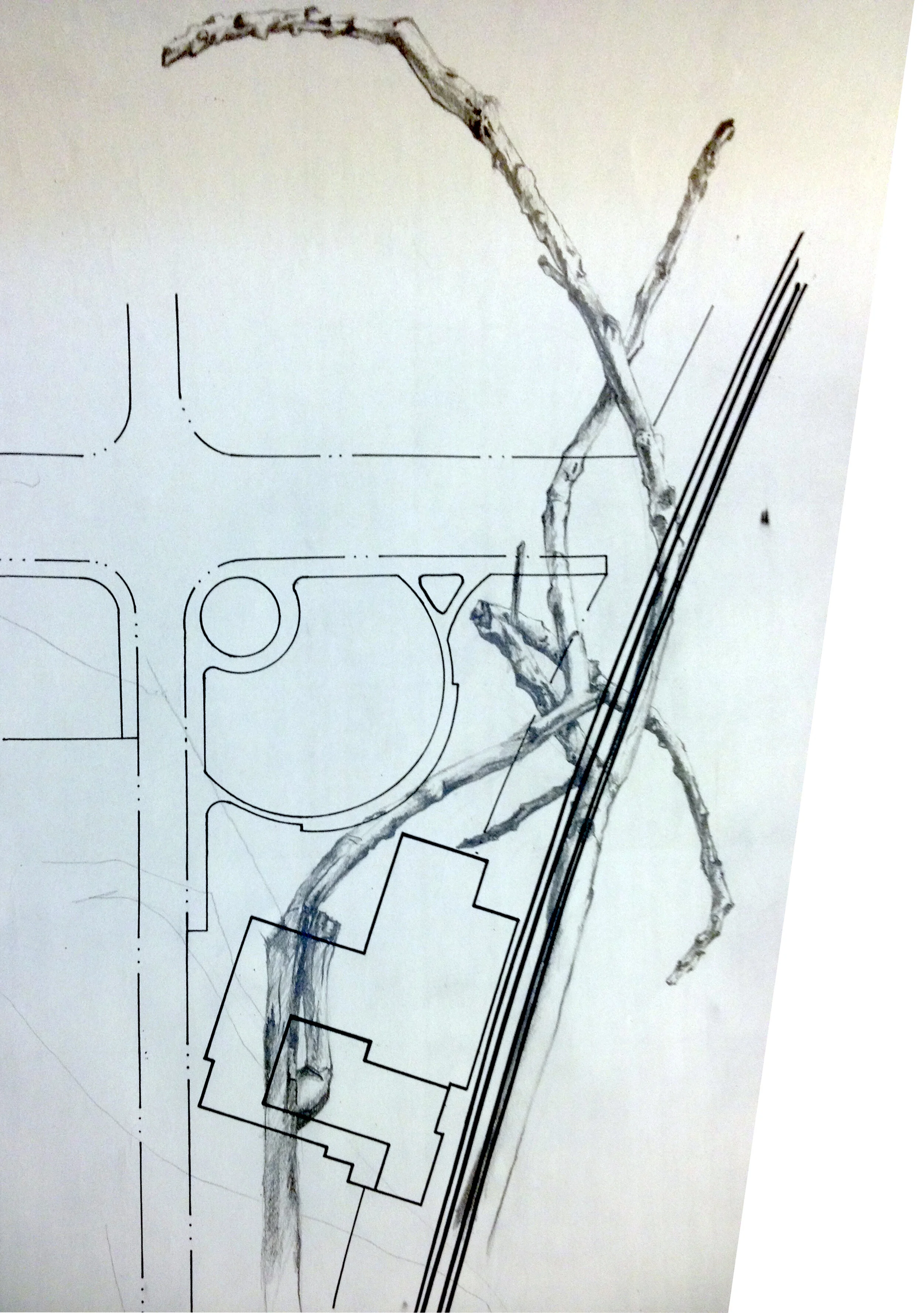 4Art_Thesis_Graphite_BranchesOverSitePlanXerox1.jpg