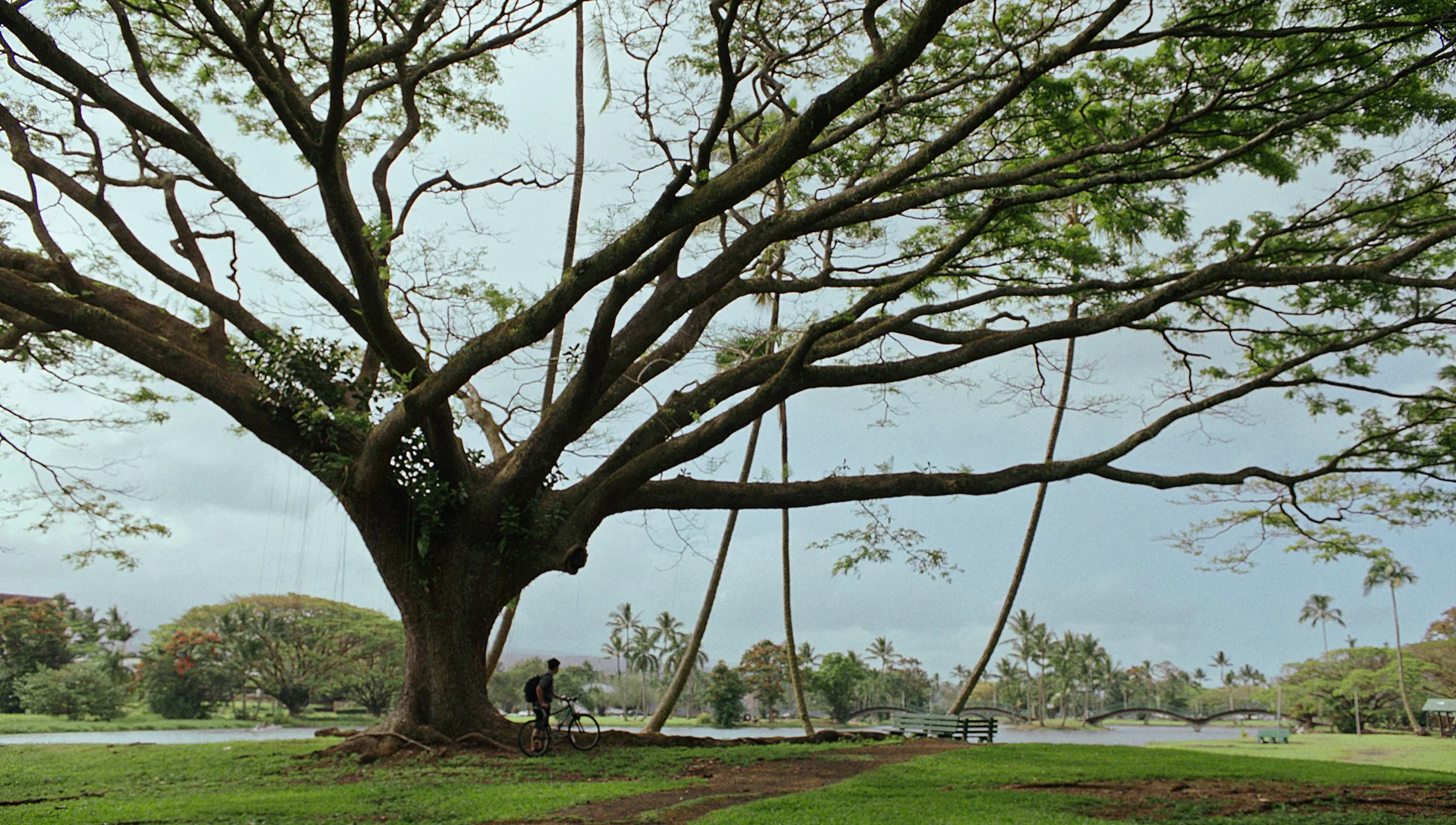 Jared_under tree.jpg