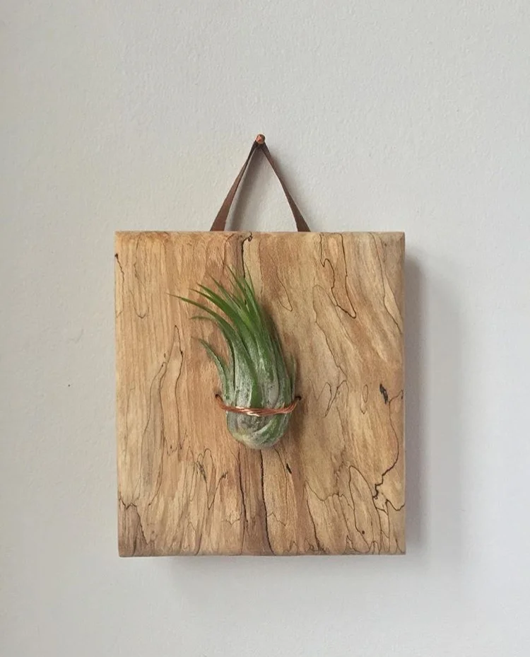 Air plant Holder
