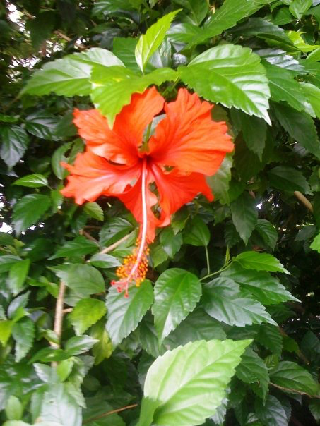 Hibiscus Guam.png