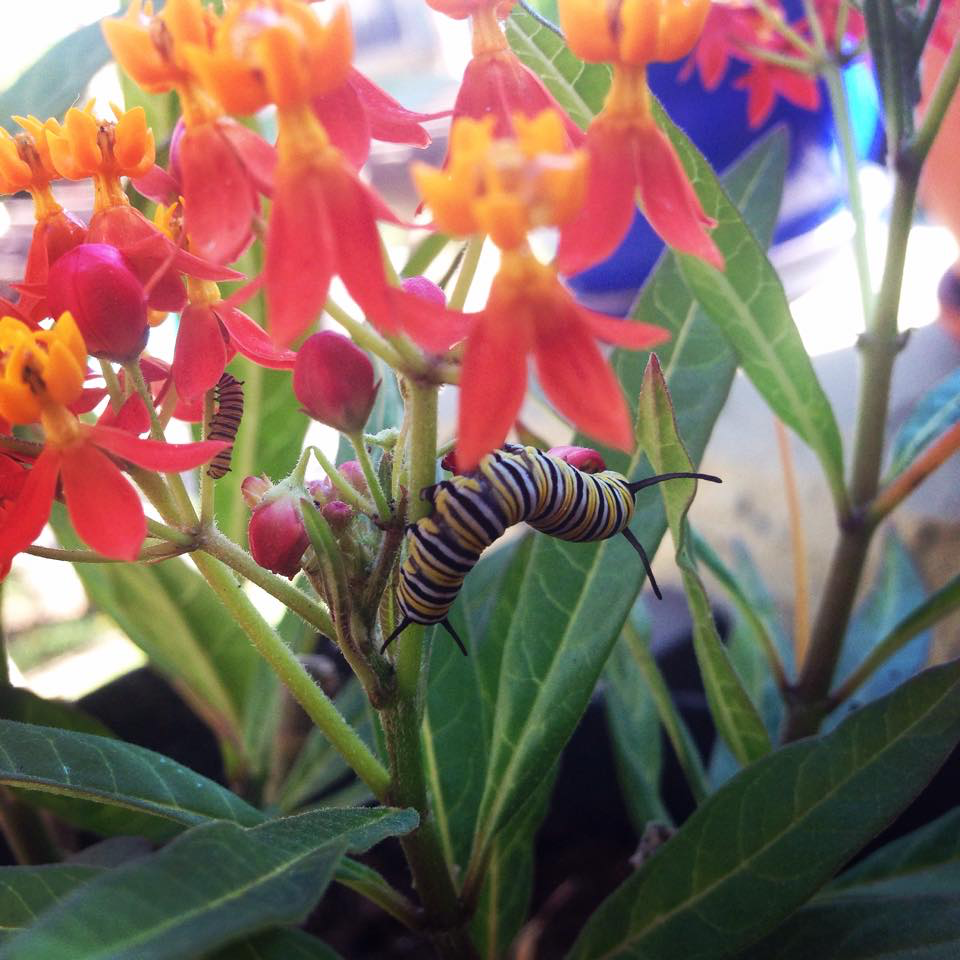 Caterpillars in flowers.png