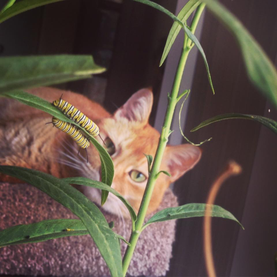 Raja with others cats.png