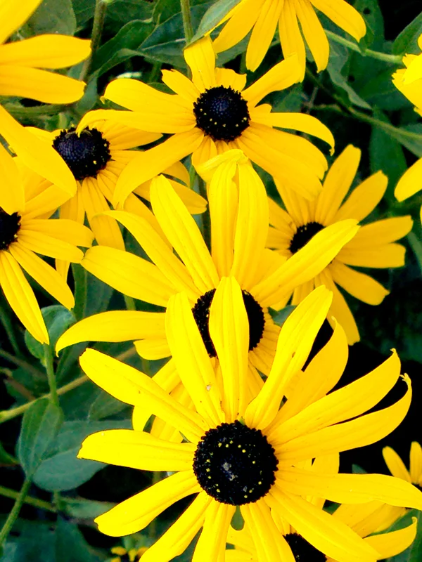 BlackeyeSusans_CloseUp_web copy.jpg