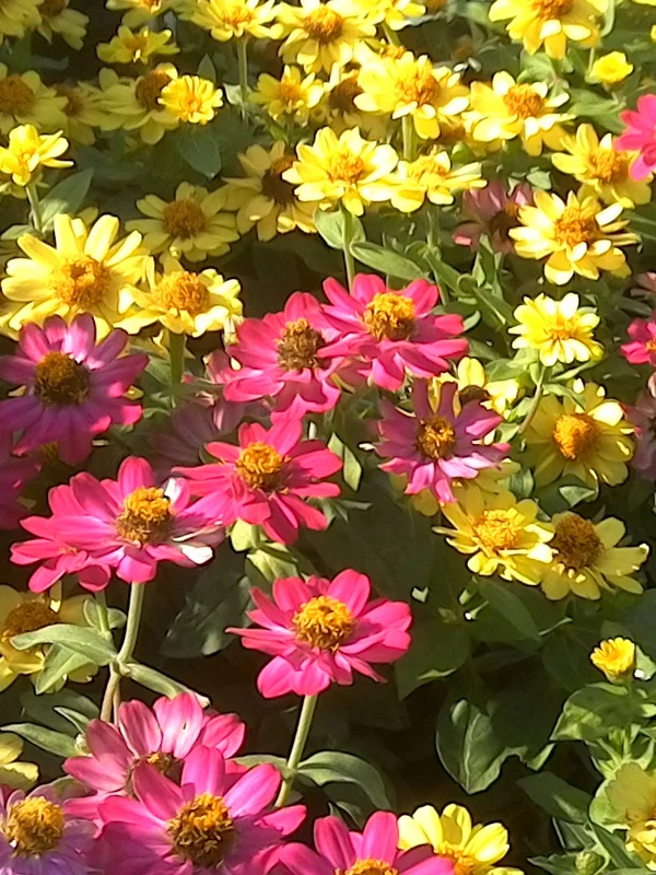 Cone_Flowers_K_var_web.jpg