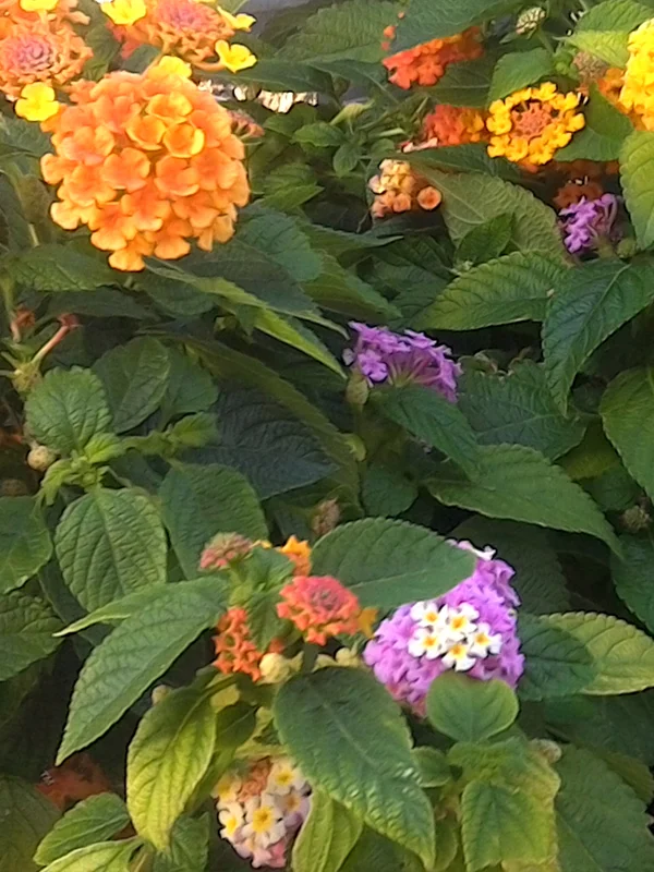 KF&GM_annual_Flower_web.jpg