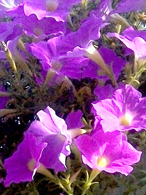 KF&GM_Petunia_lt_Purple_pink_web.jpg