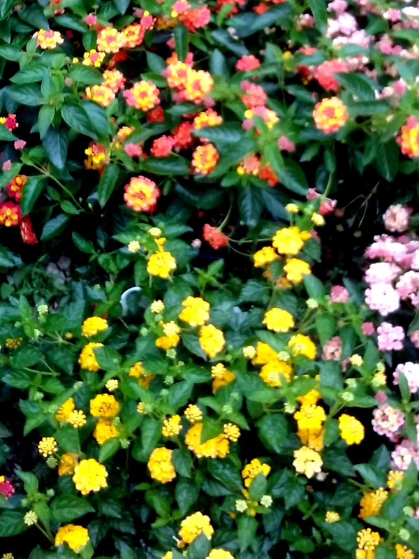 Lantana_Flower_K_web.jpg